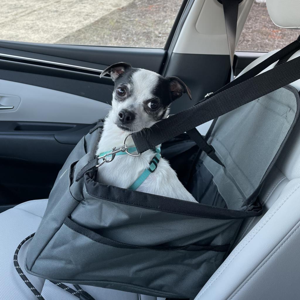 Bugsy Malone, a Adoptable mixed breed in Hudson, IL image 3/5