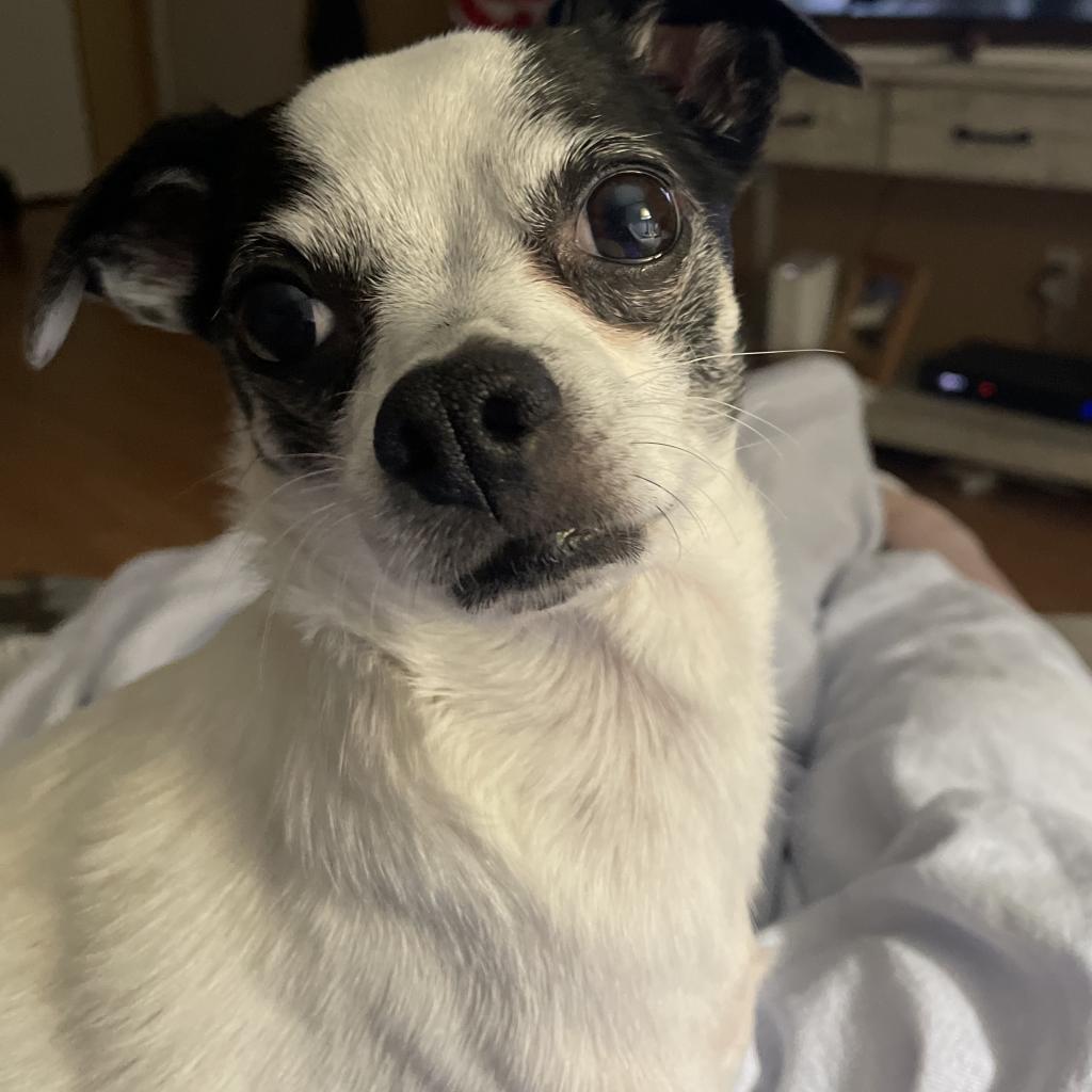 Bugsy Malone, a Adoptable mixed breed in Hudson, IL image 4/5