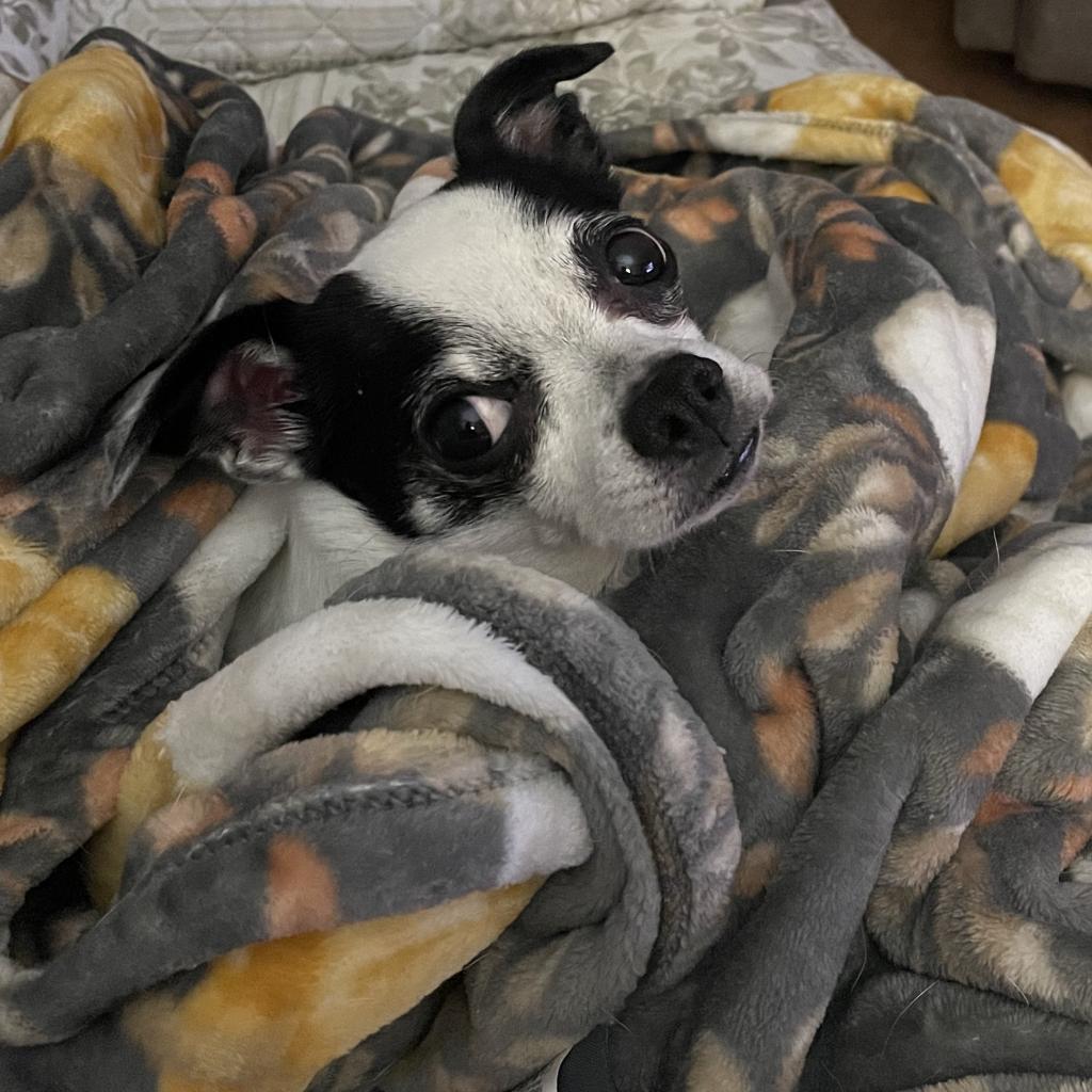 Enlarge Bugsy Malone, a Adoptable mixed breed in Hudson, IL image 5/5