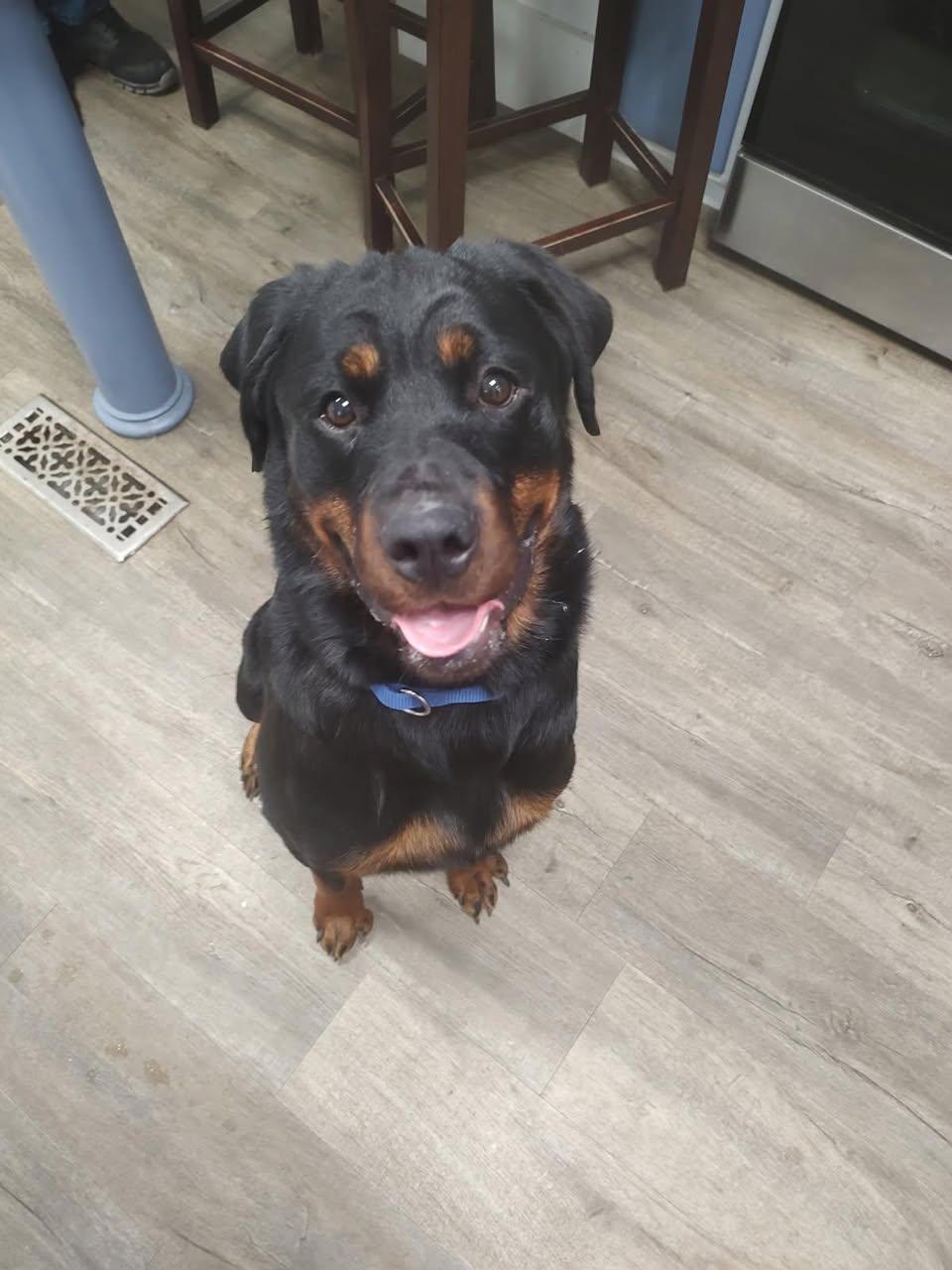 Enlarge IMA, a Adoptable Rottweiler in Polk, OH image 1/3