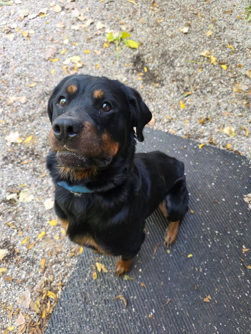 Enlarge IMA, a Adoptable Rottweiler in Polk, OH image 2/3