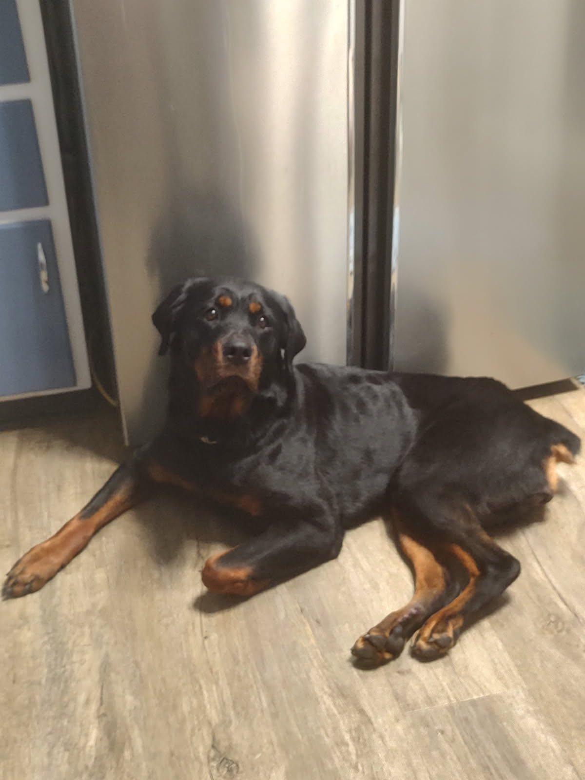 Enlarge IMA, a Adoptable Rottweiler in Polk, OH image 3/3