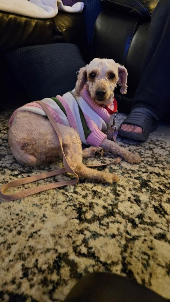 Enlarge Nelly, a Adoptable Goldendoodle in Wausau, WI image 1/4