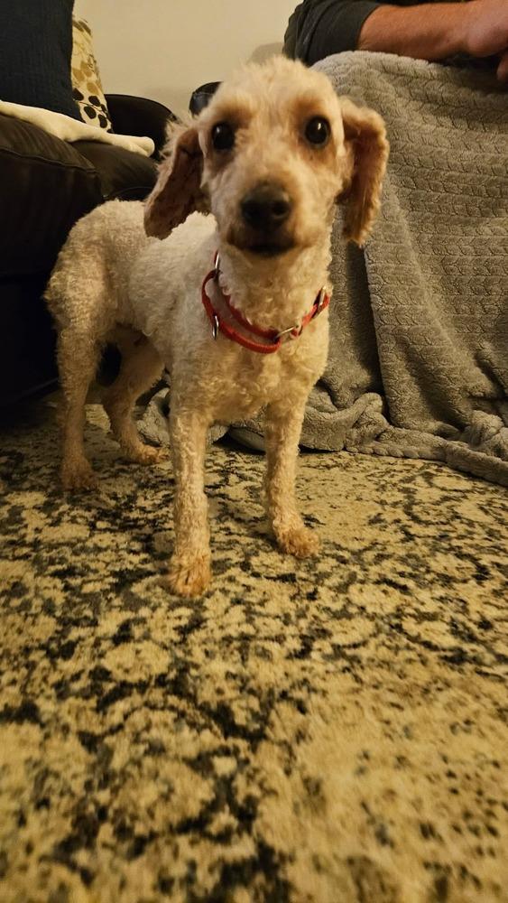 Enlarge Nelly, a Adoptable Goldendoodle in Wausau, WI image 2/4