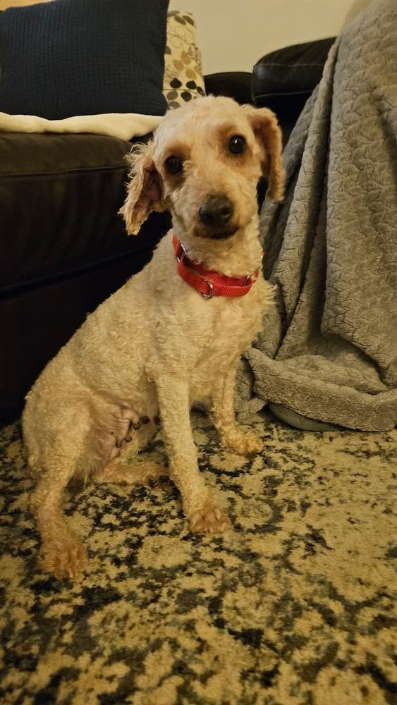 Enlarge Nelly, a Adoptable Goldendoodle in Wausau, WI image 3/4