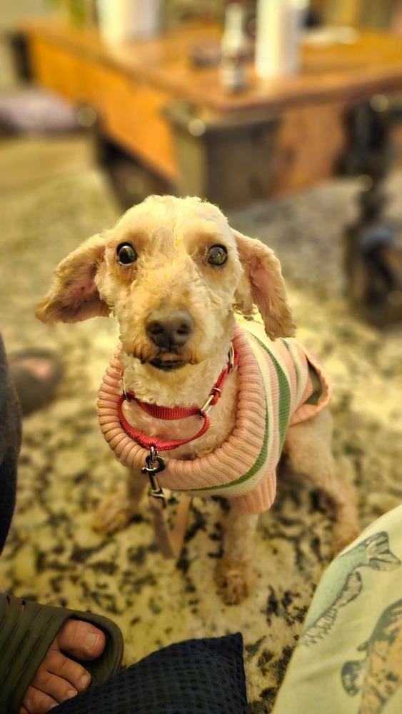 Enlarge Nelly, a Adoptable Goldendoodle in Wausau, WI image 4/4