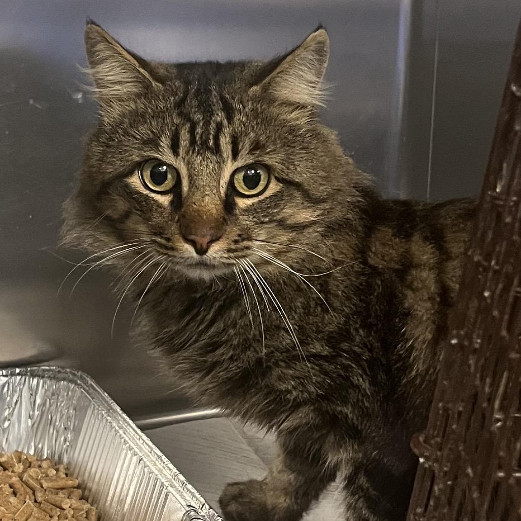 Mr. Darcy, Adoptable, Adult Male Domestic Medium Hair.