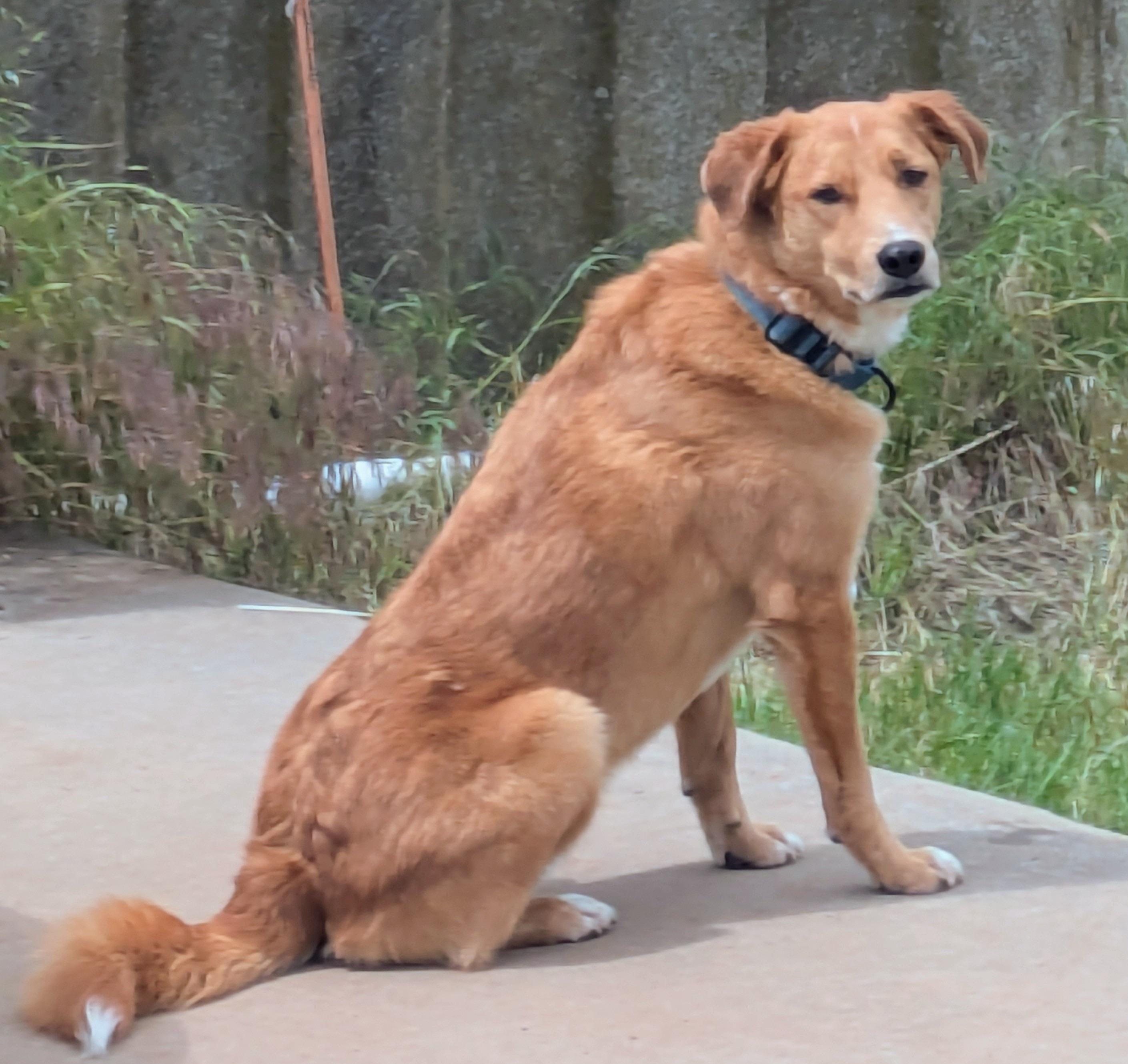 Rowdy Bee — thumbnail 2