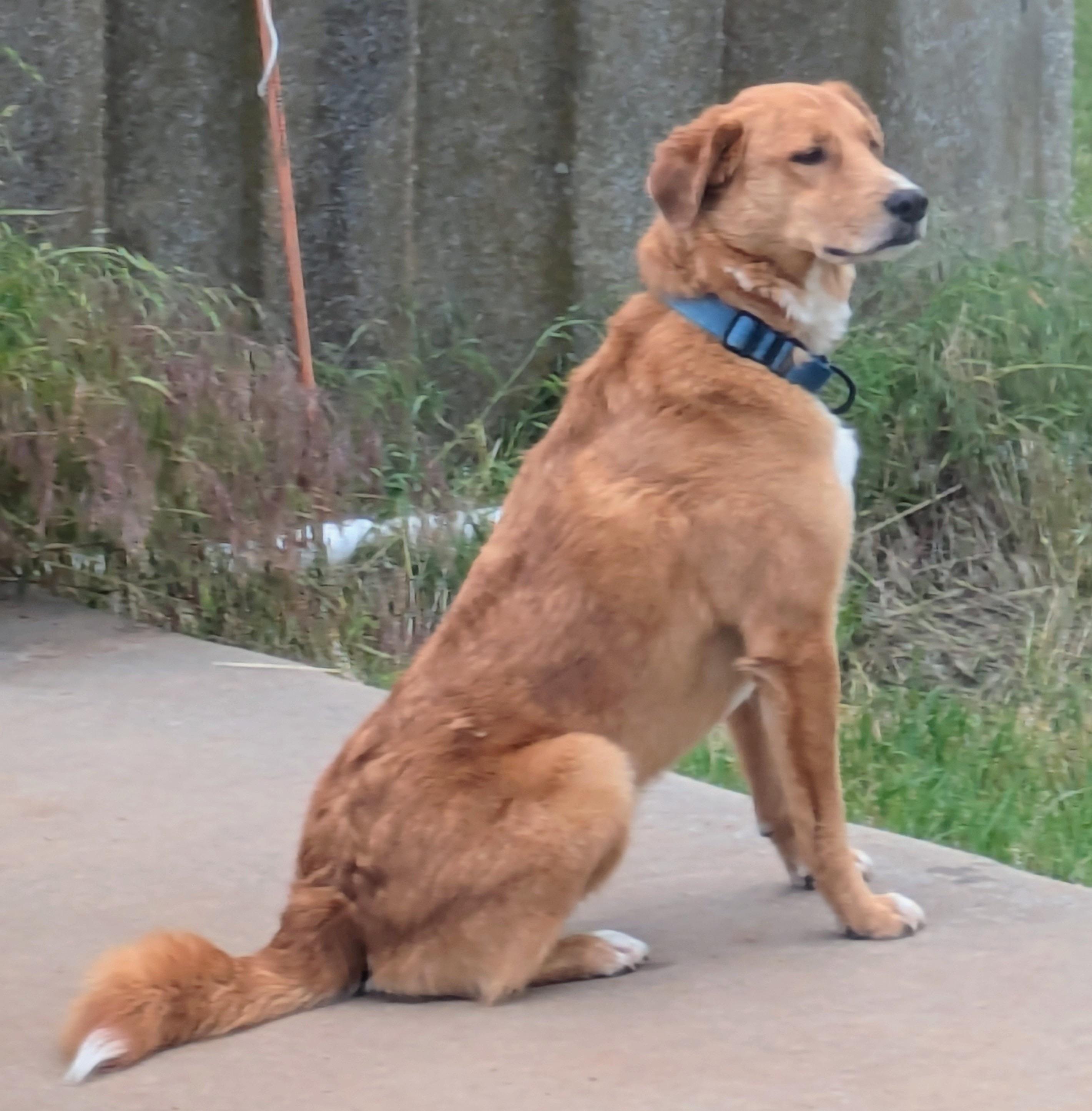 Rowdy Bee — thumbnail 3