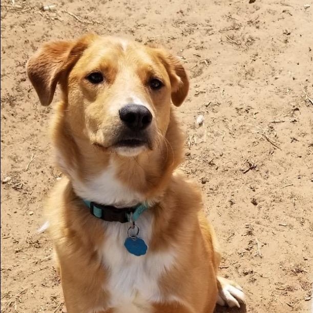 Rowdy Bee — thumbnail 5