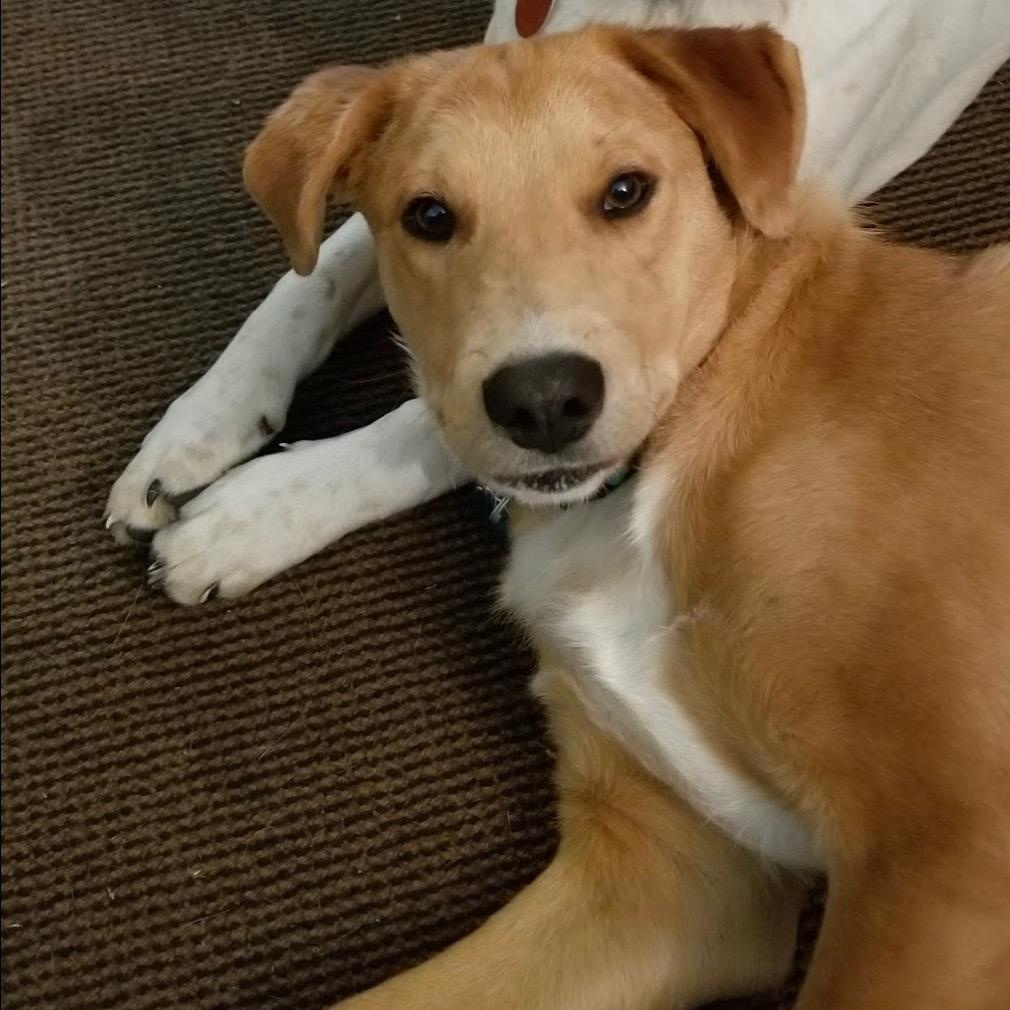 Rowdy Bee — thumbnail 6