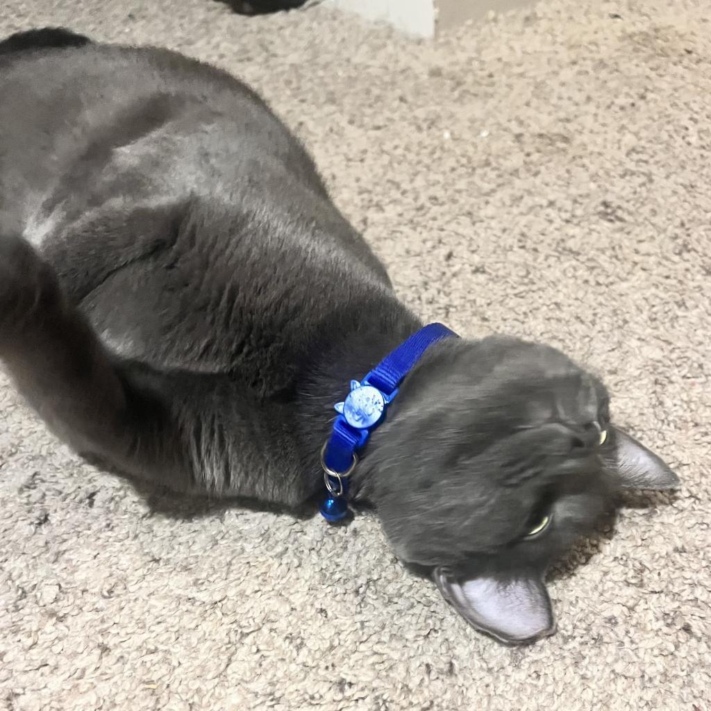 Miranda (**FeLV+), Adoptable, Adult Female Domestic Short Hair & Russian Blue.