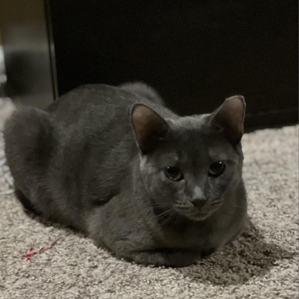 Enlarge Miranda (**FeLV+), a Adoptable mixed breed in Philadelphia, PA image 2/6