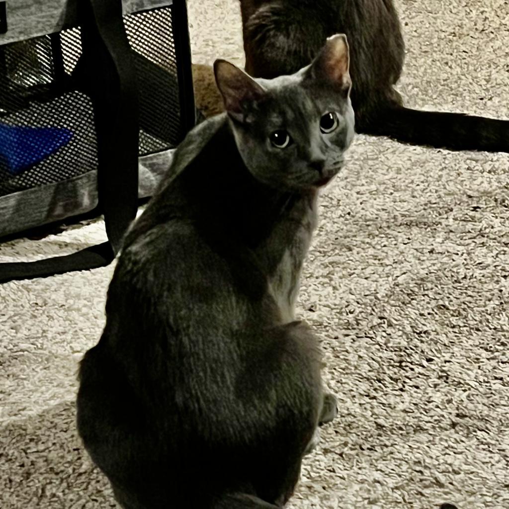 Enlarge Miranda (**FeLV+), a Adoptable mixed breed in Philadelphia, PA image 3/6