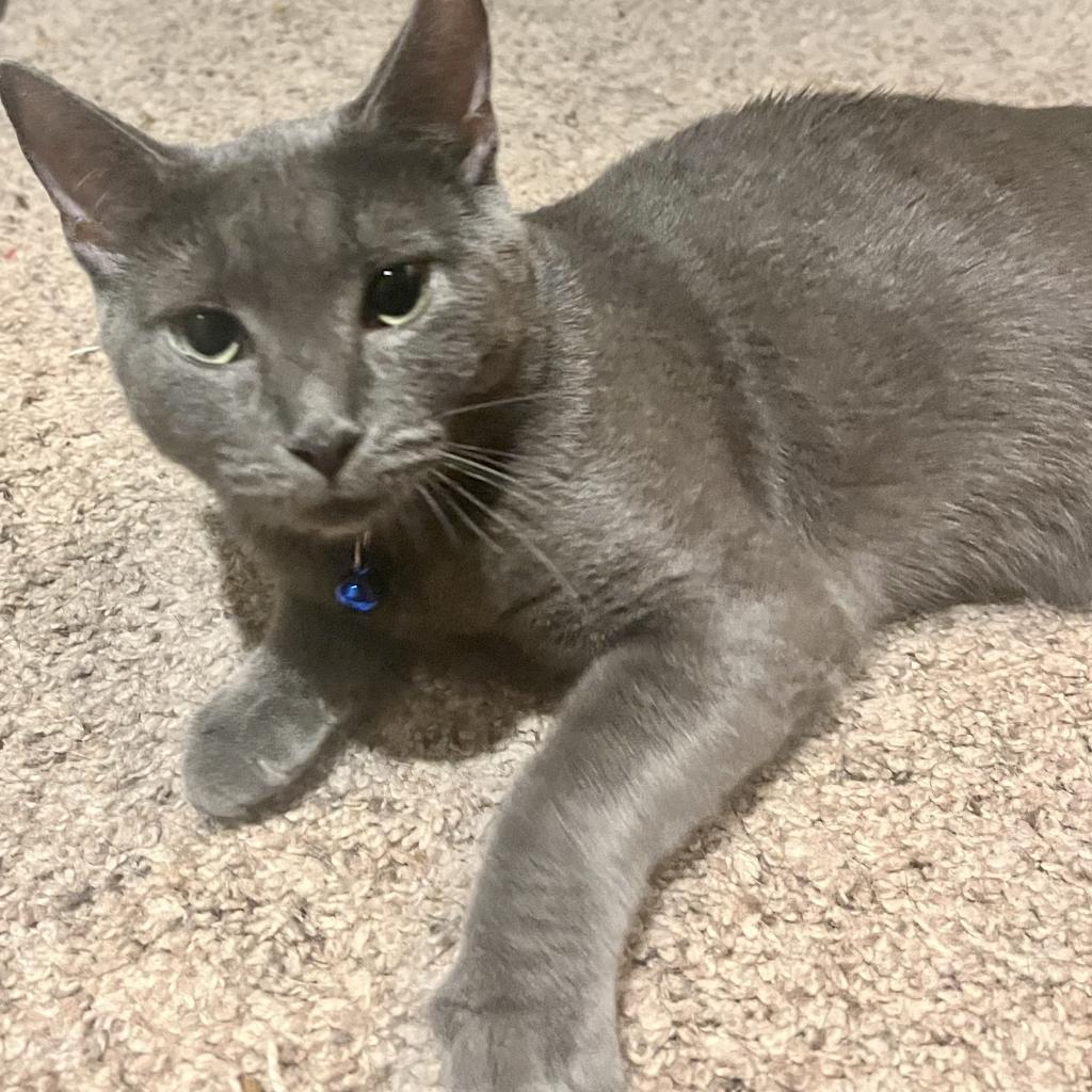 Enlarge Miranda (**FeLV+), a Adoptable mixed breed in Philadelphia, PA image 4/6