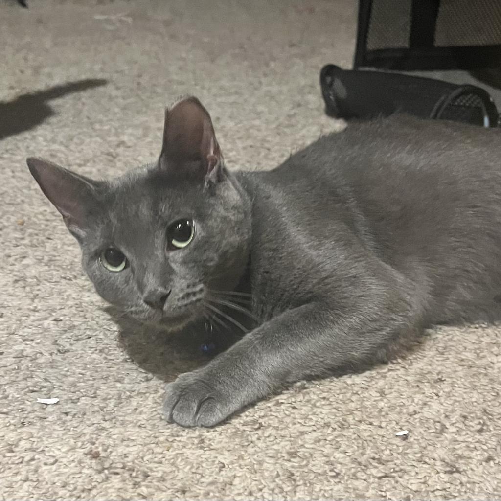 Enlarge Miranda (**FeLV+), a Adoptable mixed breed in Philadelphia, PA image 5/6