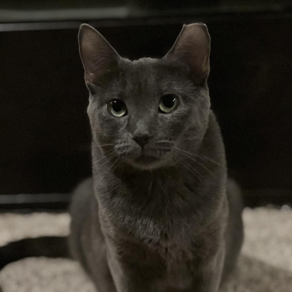 Enlarge Miranda (**FeLV+), a Adoptable mixed breed in Philadelphia, PA image 6/6