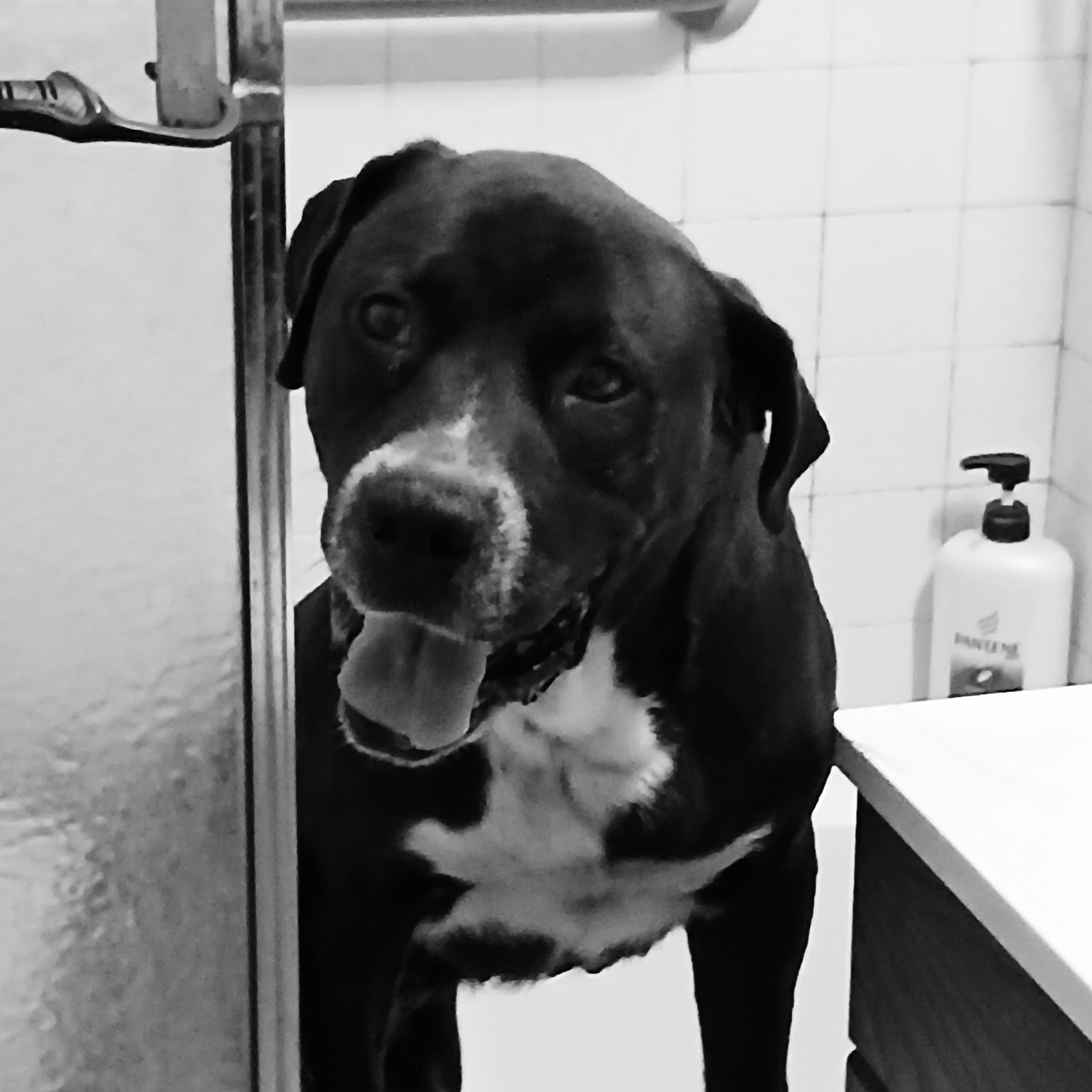 Samuel, a Adoptable Black Labrador Retriever in Portland, OR image 2/5