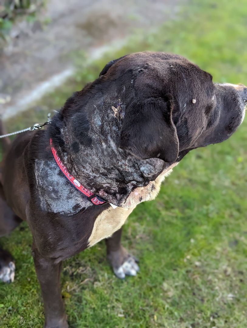 Samuel, a Adoptable Black Labrador Retriever in Portland, OR image 5/5