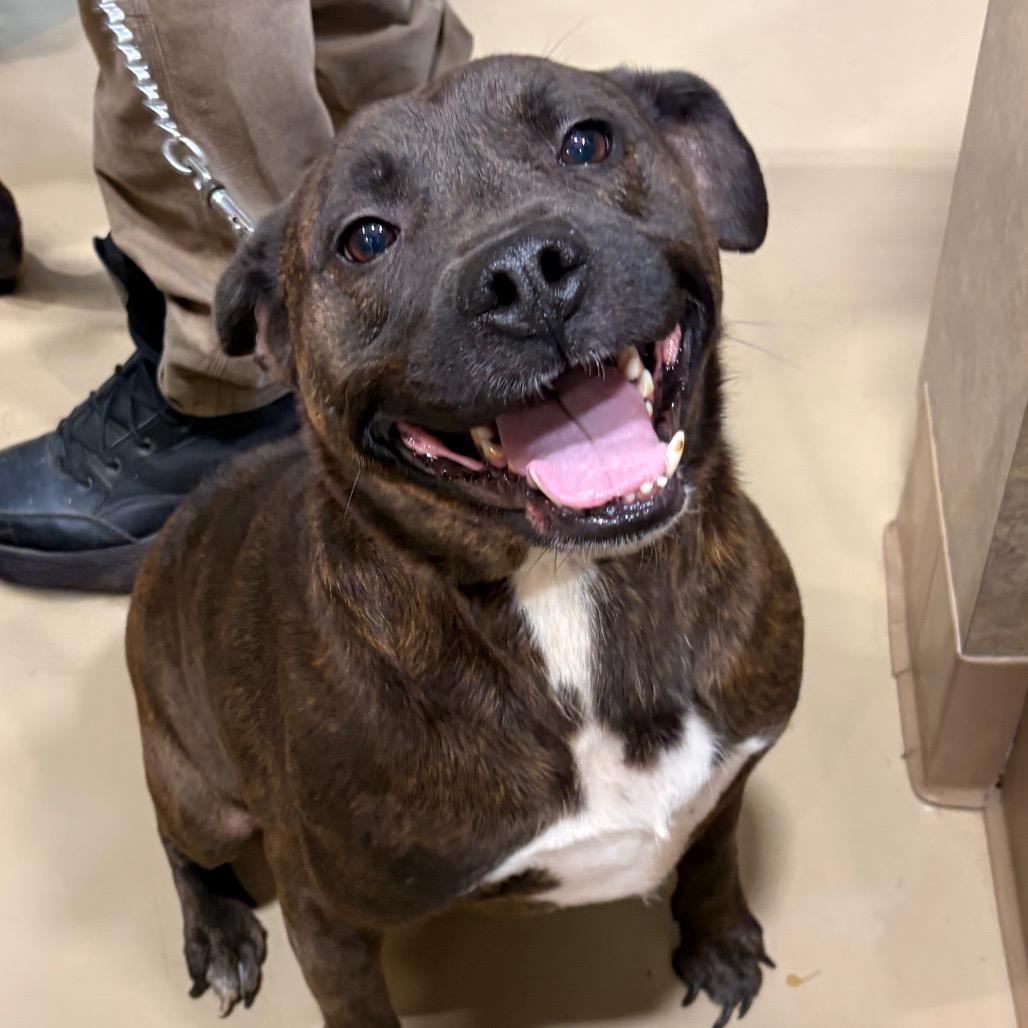 Apollo, Adoptable, Adult Male Mixed Breed.