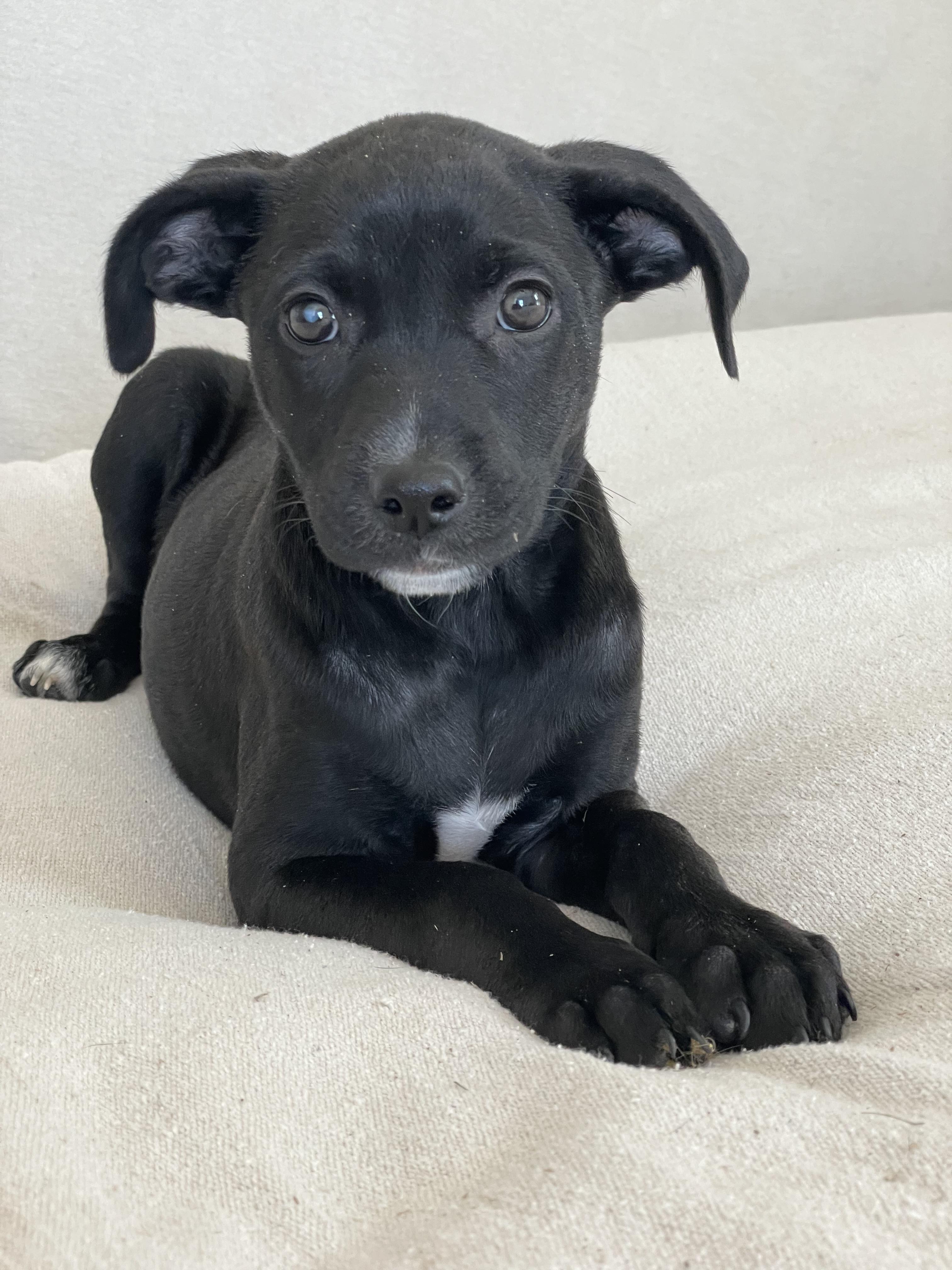 Enlarge Sweet Seville, a hold mixed breed in West Hartford , CT image 3/3