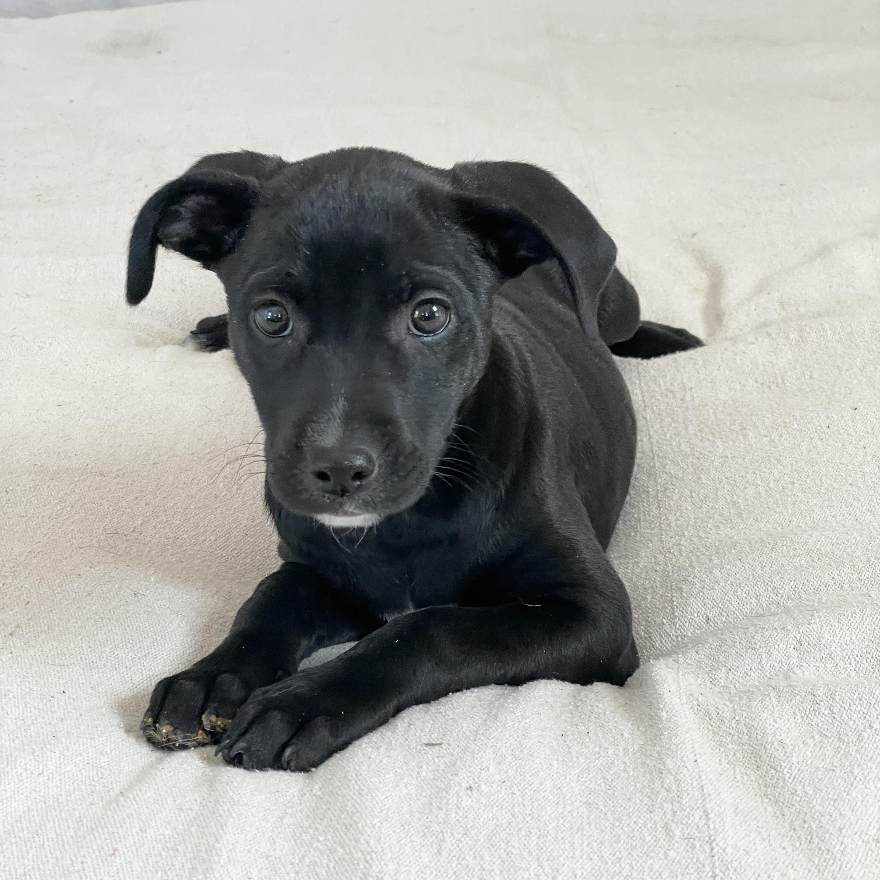 Enlarge Sweet Seville, a hold mixed breed in West Hartford , CT image 2/3