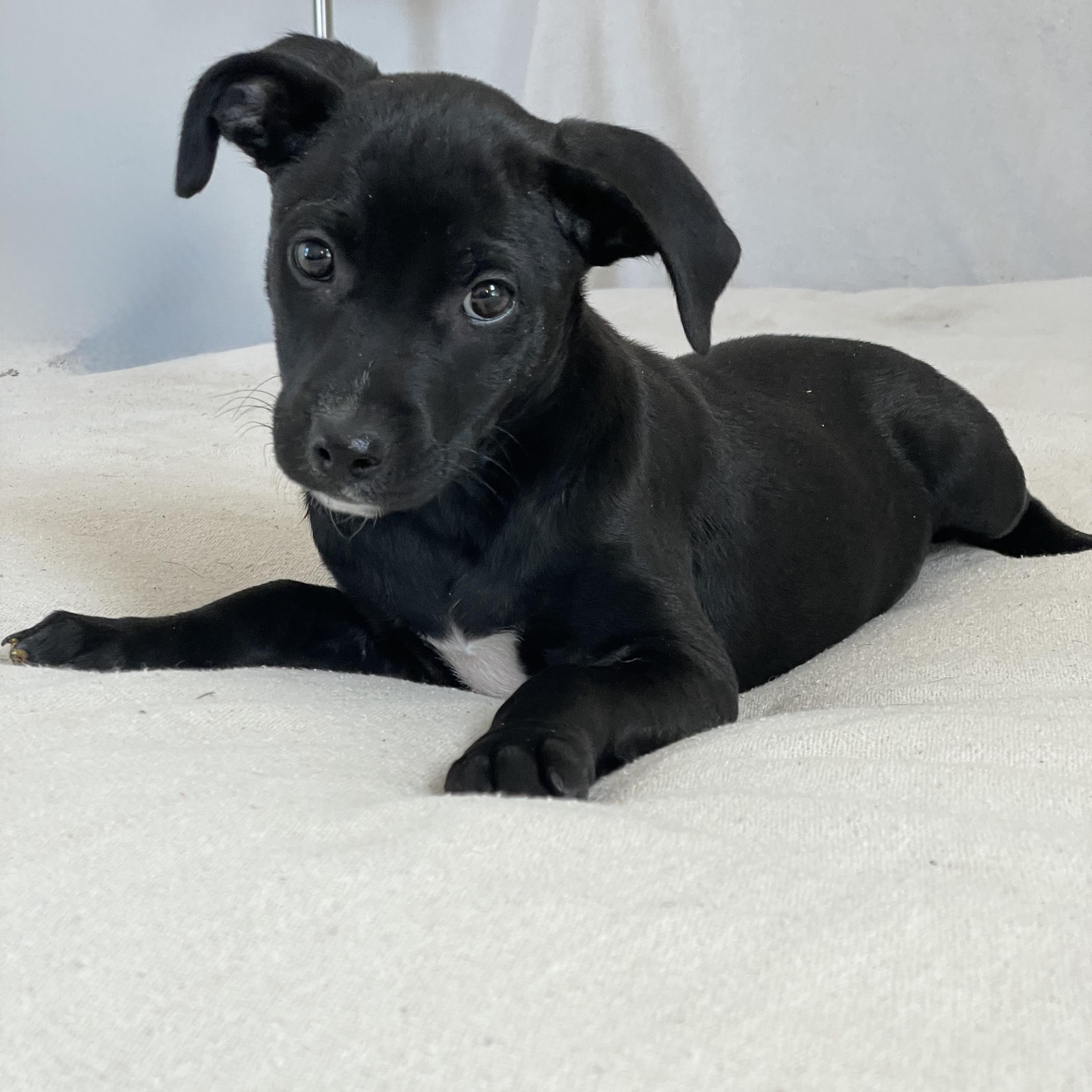 Enlarge Sweet Seville, a hold mixed breed in West Hartford , CT image 1/3