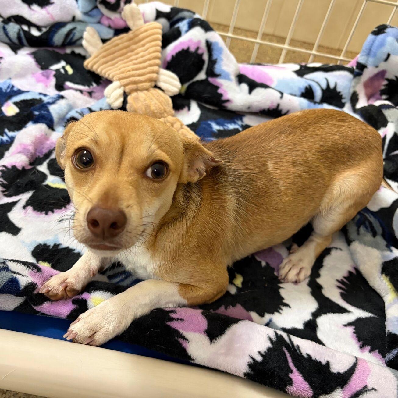 Waylon, adopted, Adult Male Chihuahua.