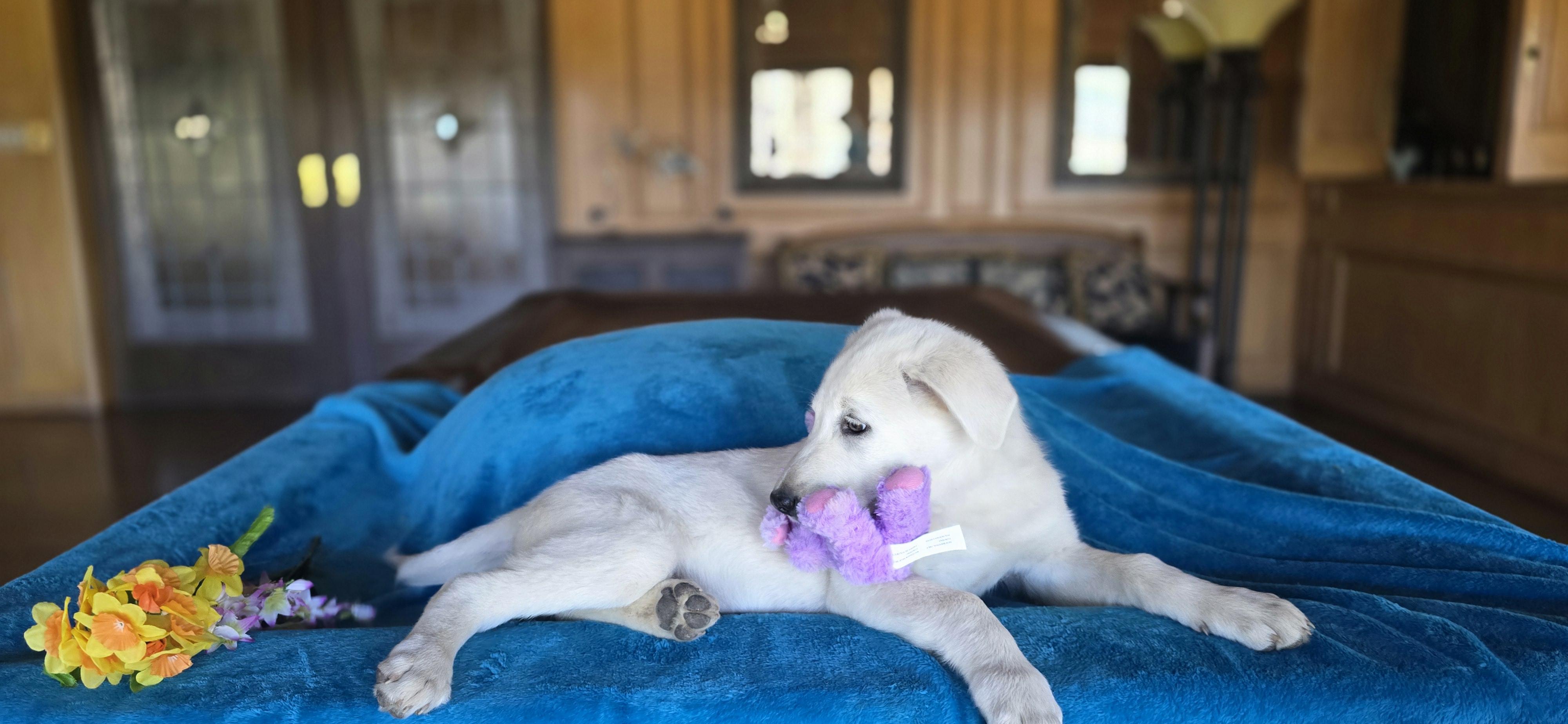 Enlarge Deacon, a Adoptable mixed breed in Cincinnati, OH image 5/6