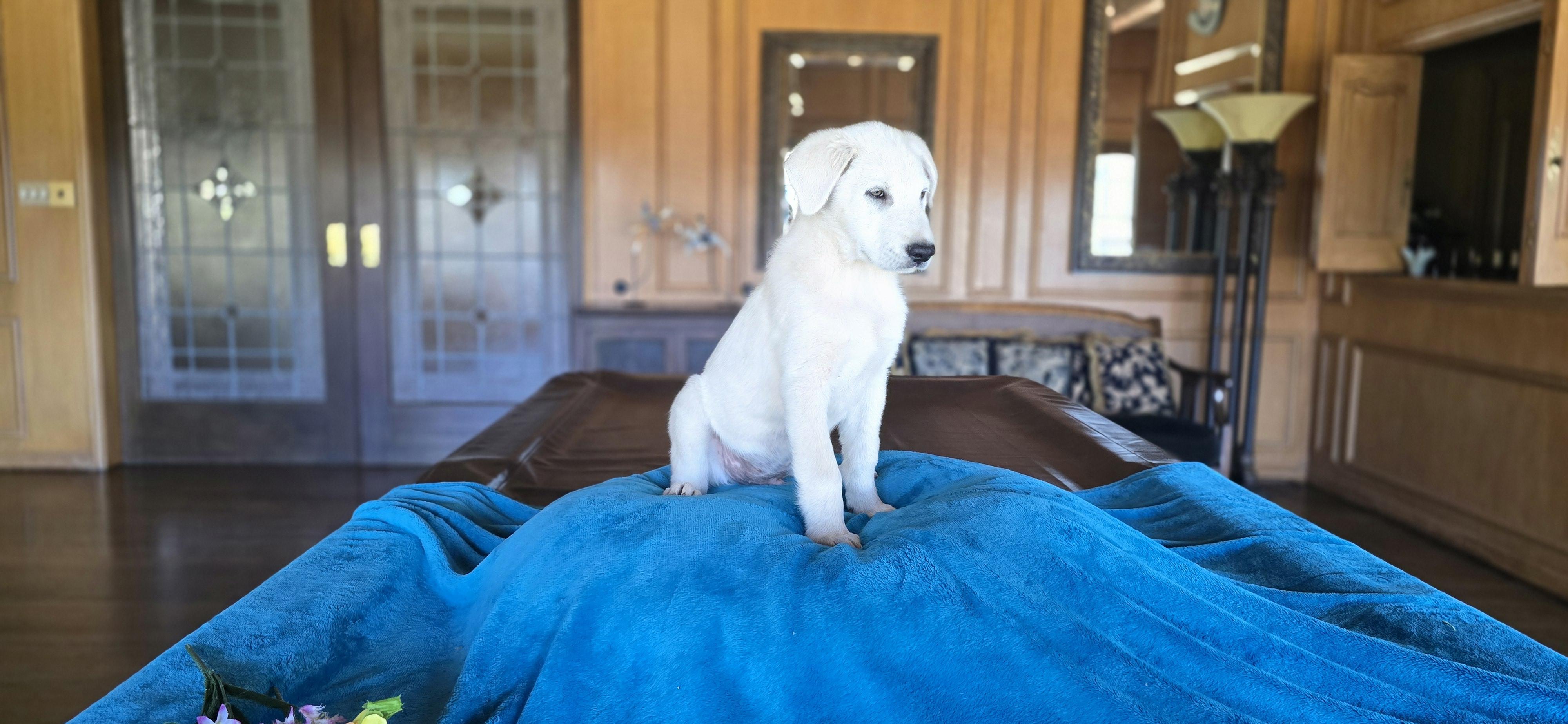 Enlarge Deacon, a Adoptable mixed breed in Cincinnati, OH image 2/6