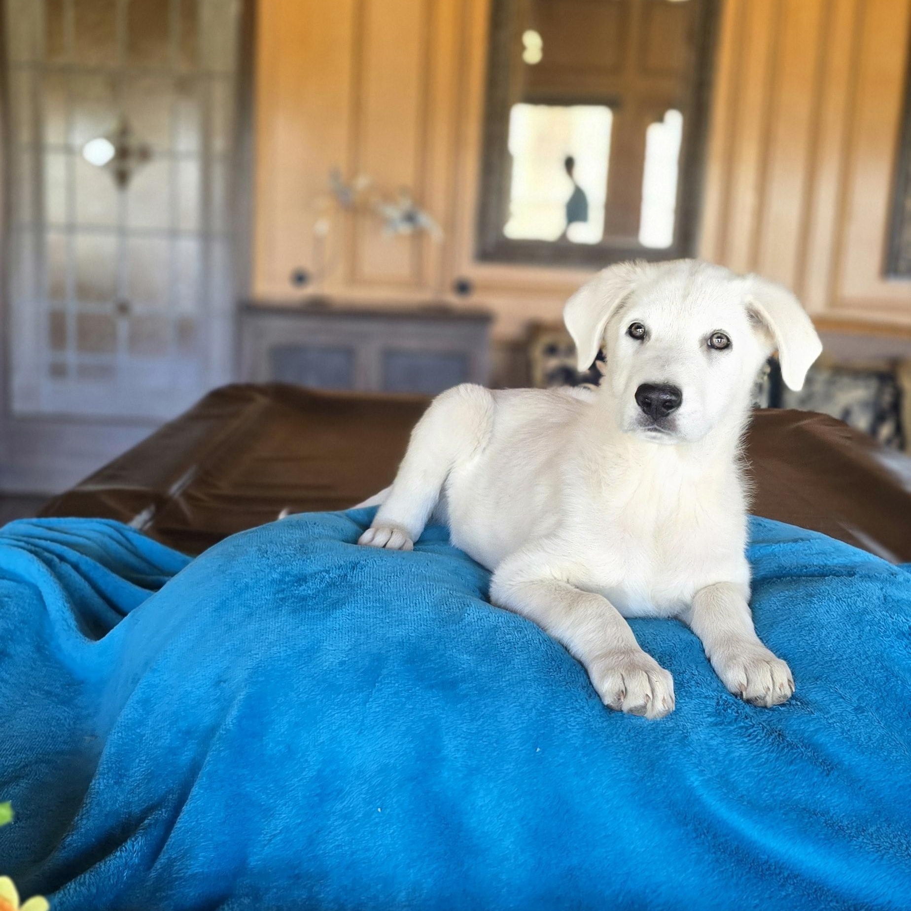 Enlarge Deacon, a Adoptable mixed breed in Cincinnati, OH image 4/6