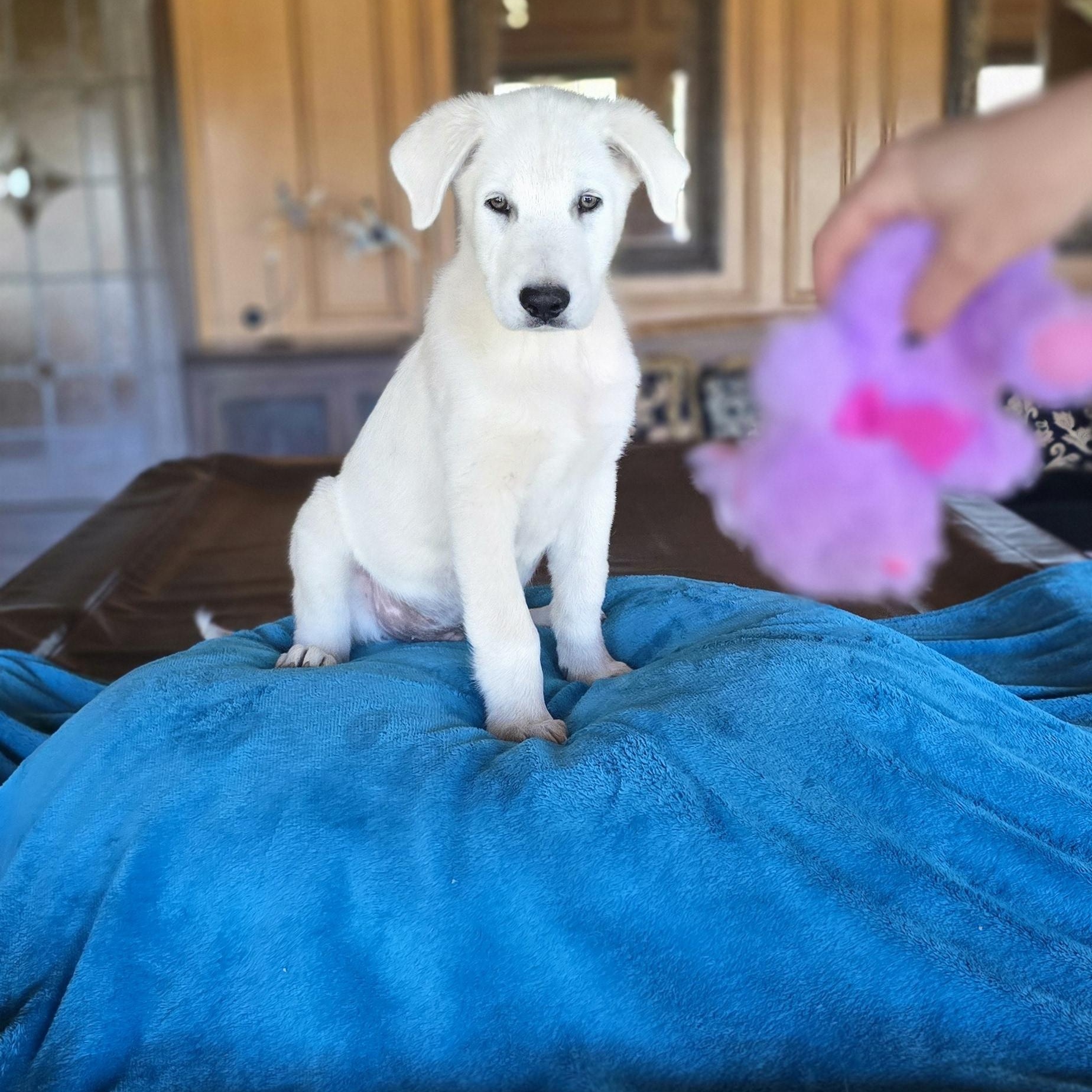 Enlarge Deacon, a Adoptable mixed breed in Cincinnati, OH image 1/6