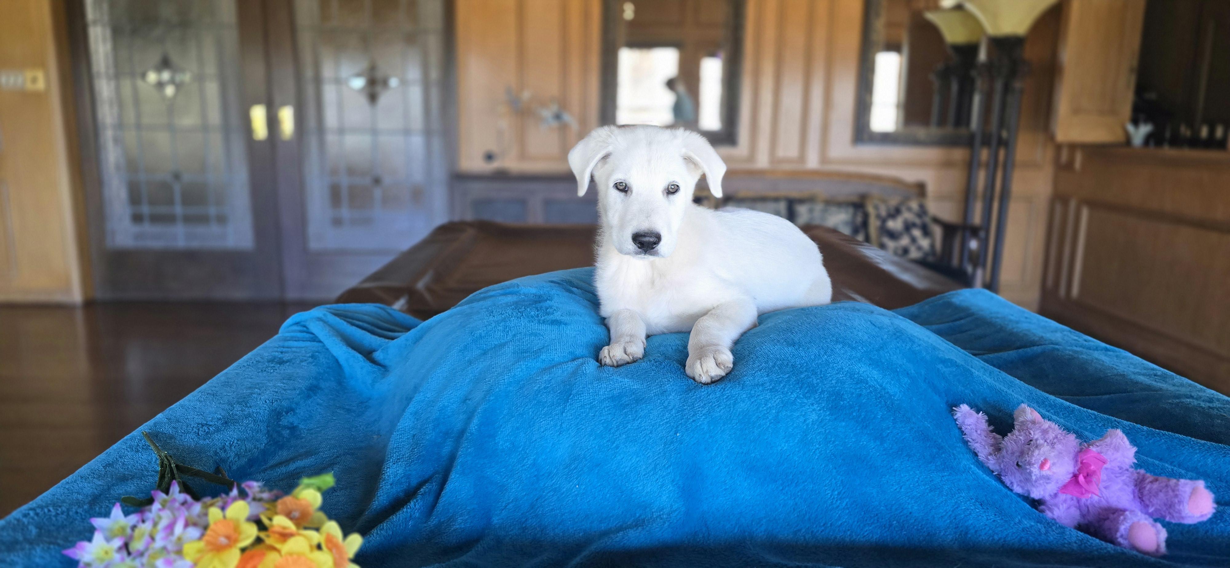 Enlarge Deacon, a Adoptable mixed breed in Cincinnati, OH image 3/6