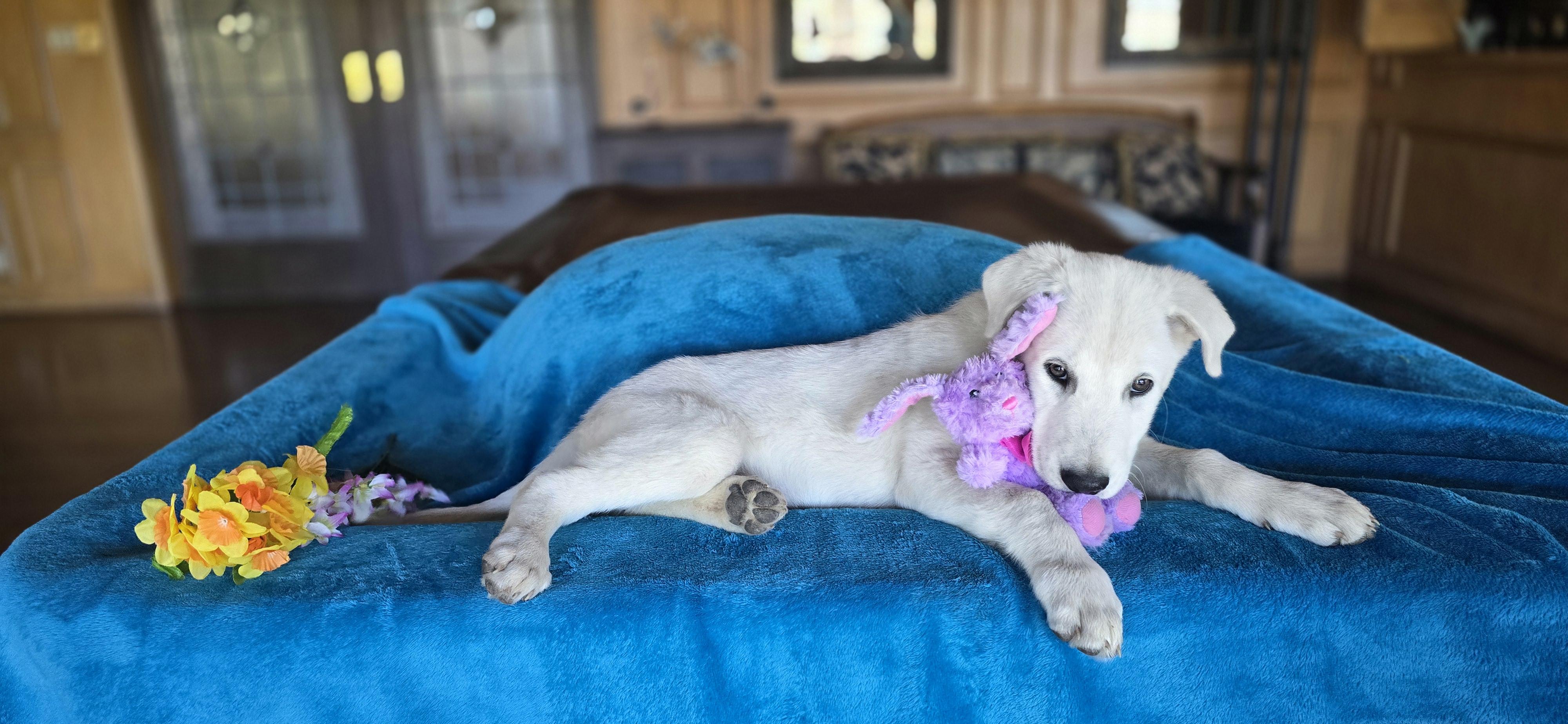 Enlarge Deacon, a Adoptable mixed breed in Cincinnati, OH image 6/6