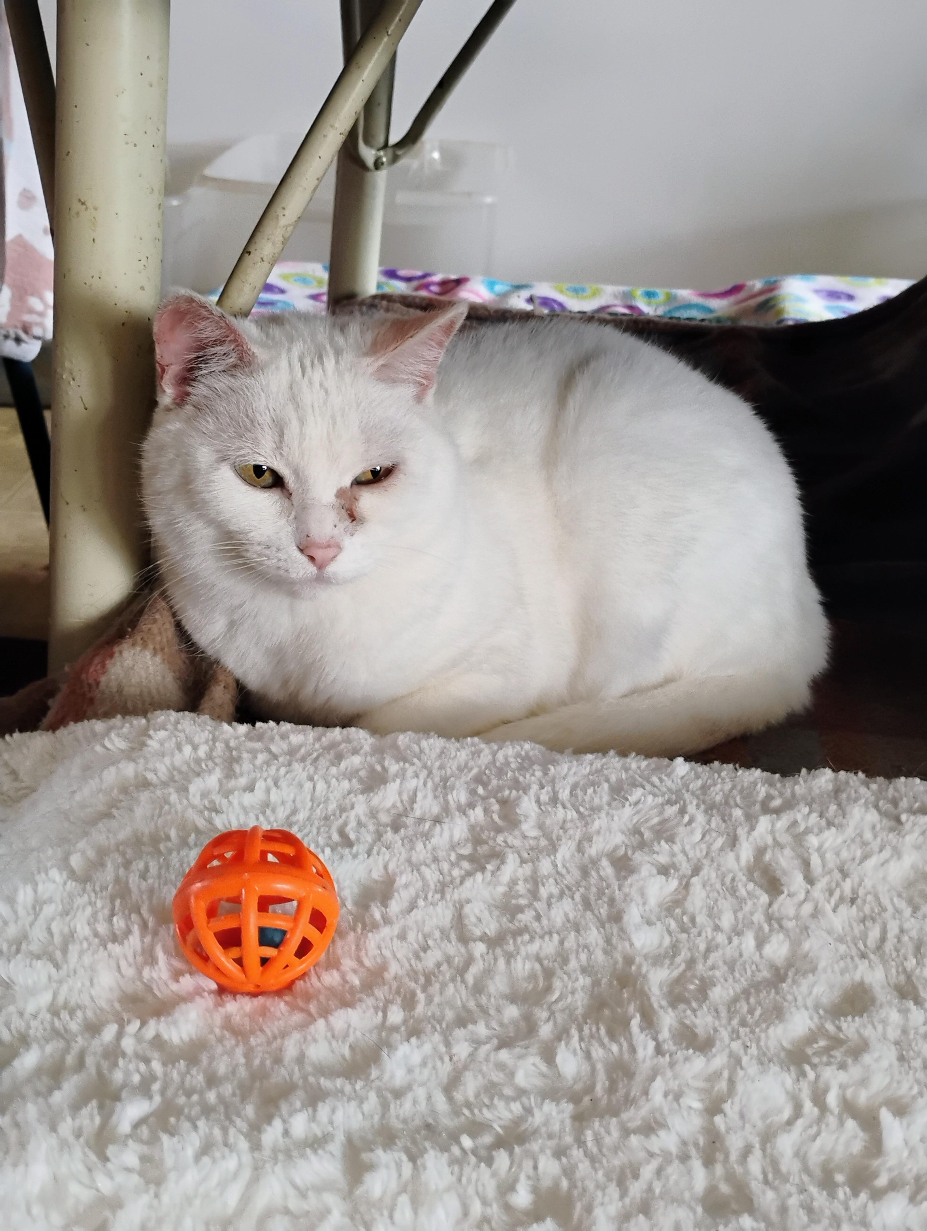 LYLA, Adoptable, Adult Female Domestic Short Hair.