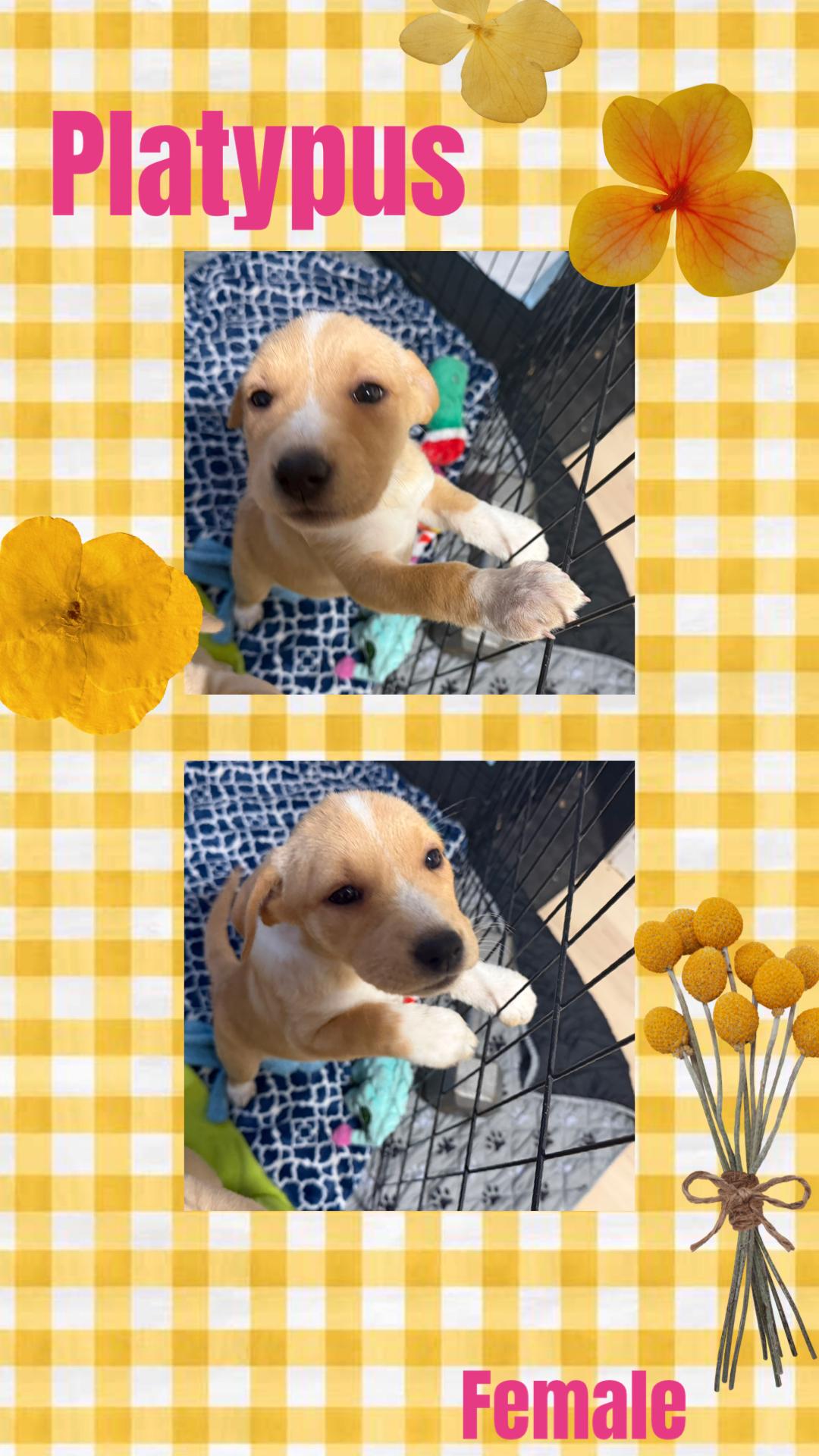 Platypus, adopted, Puppy Female Pit Bull Terrier.