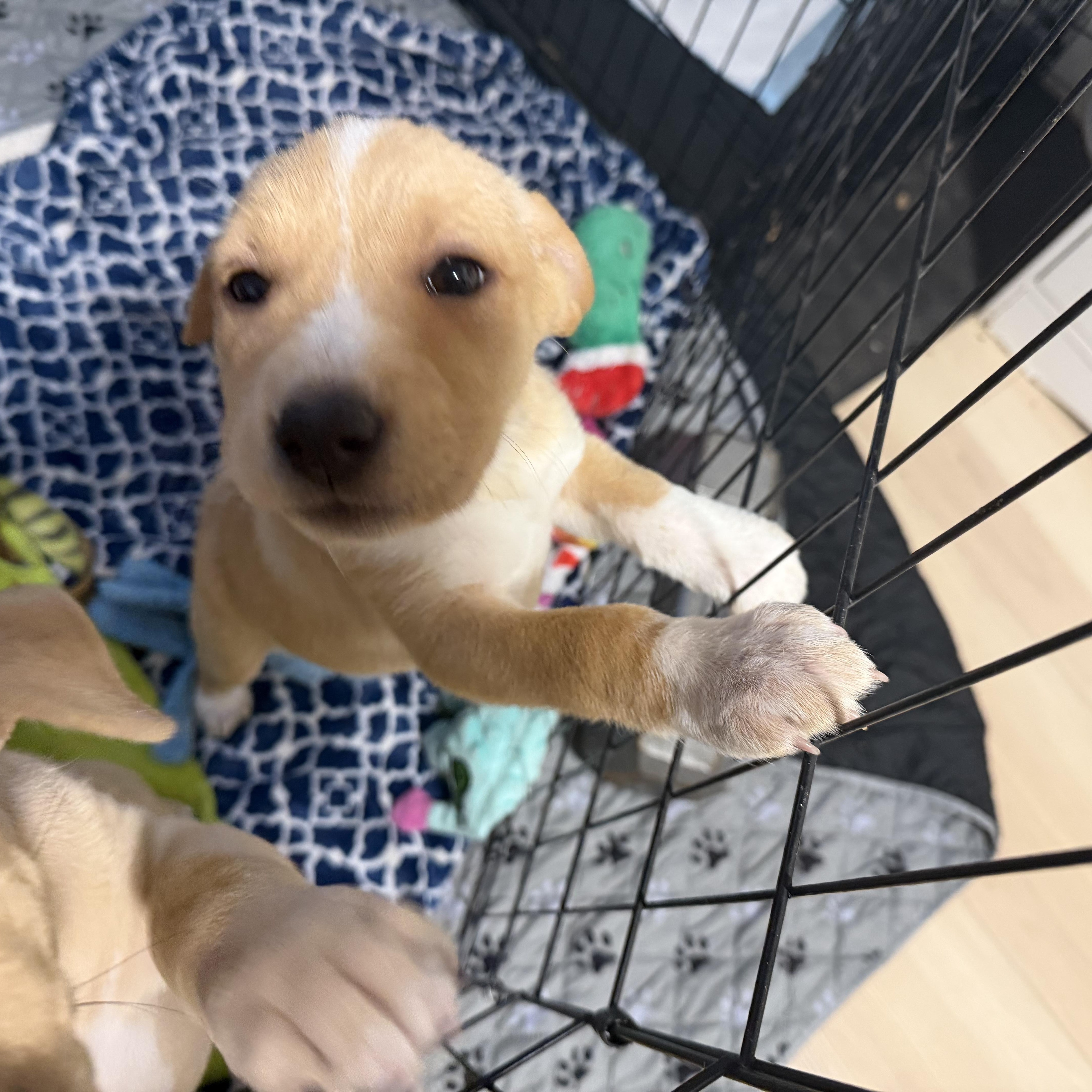Enlarge Platypus, an adopted mixed breed in Eugene, OR image 3/5