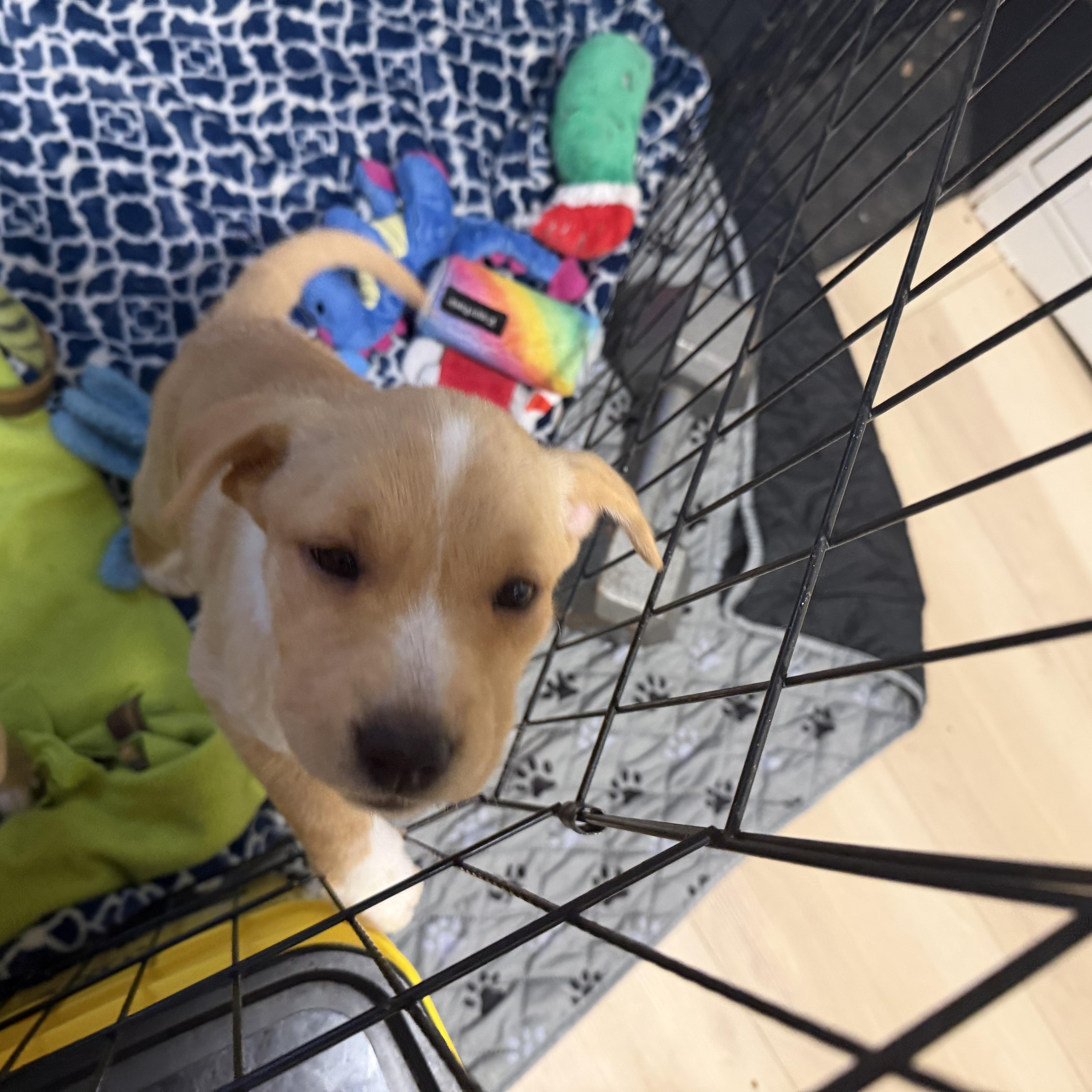 Enlarge Platypus, an adopted mixed breed in Eugene, OR image 4/5