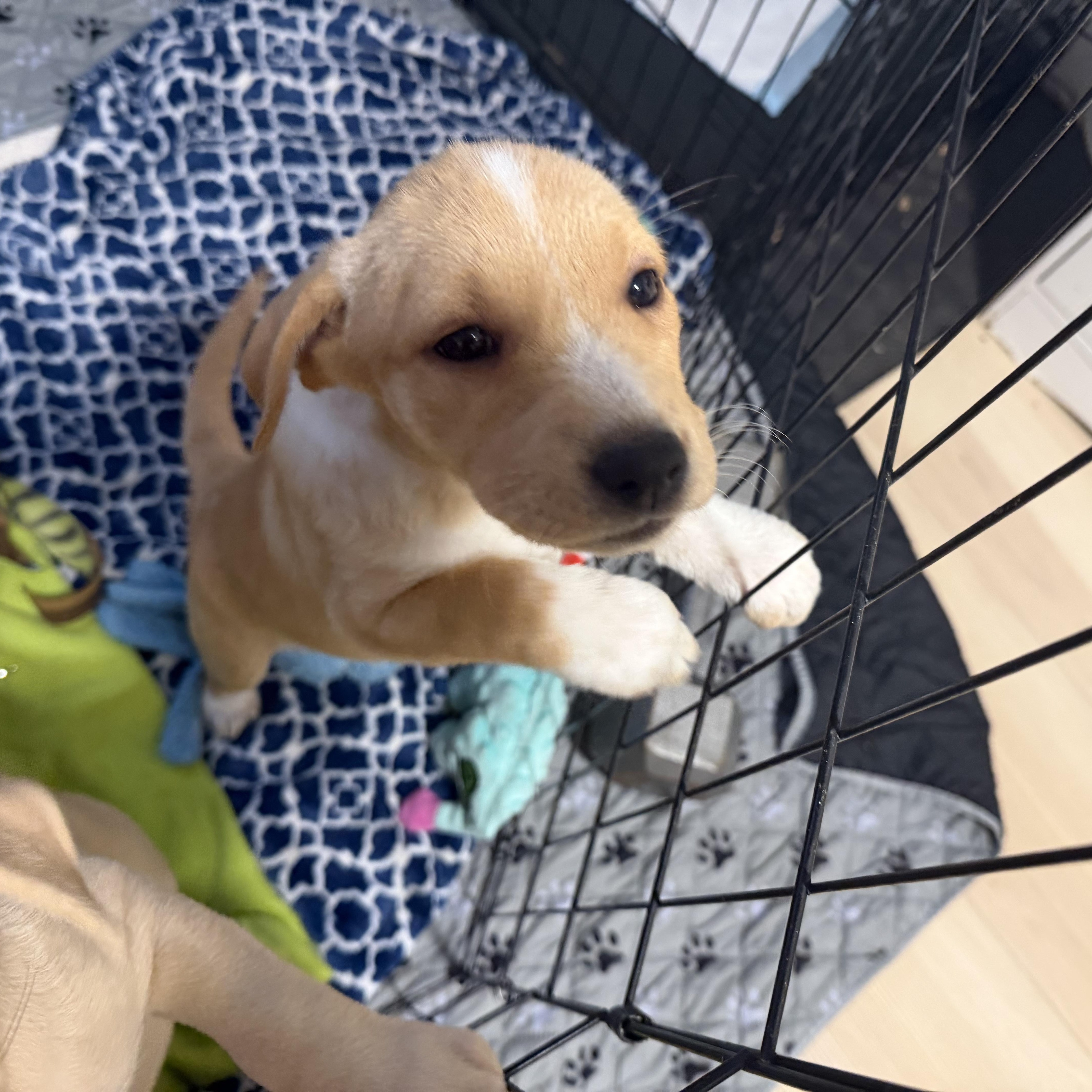 Enlarge Platypus, an adopted mixed breed in Eugene, OR image 5/5