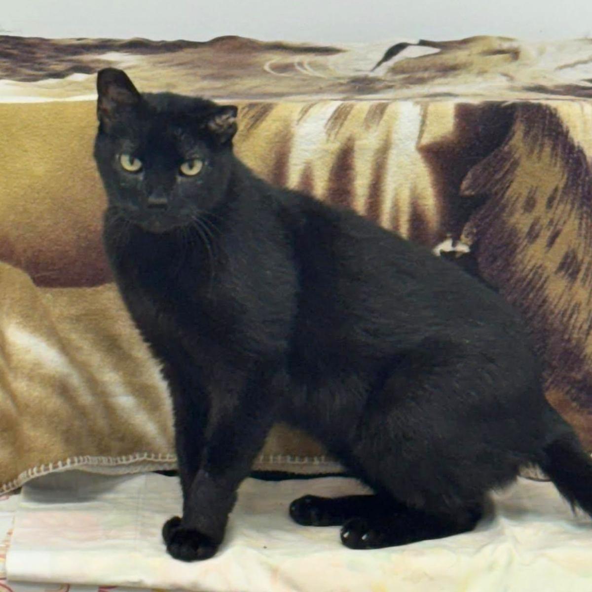 Fuji, a ADOPTABLE Domestic Short Hair in Manhattan Beach, CA image 4/5
