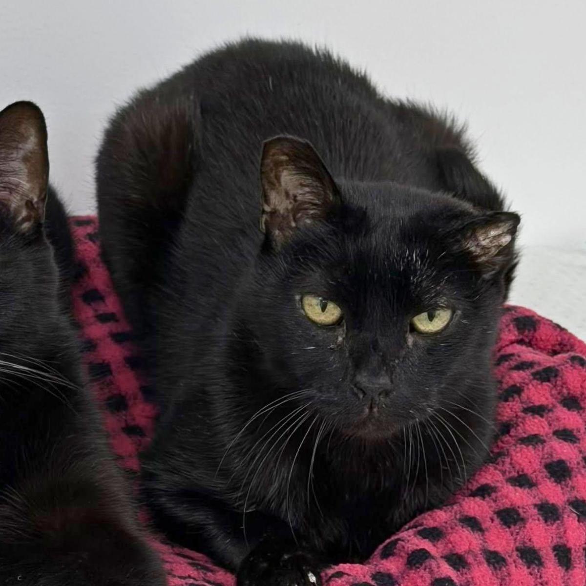 Fuji, a ADOPTABLE Domestic Short Hair in Manhattan Beach, CA image 3/5