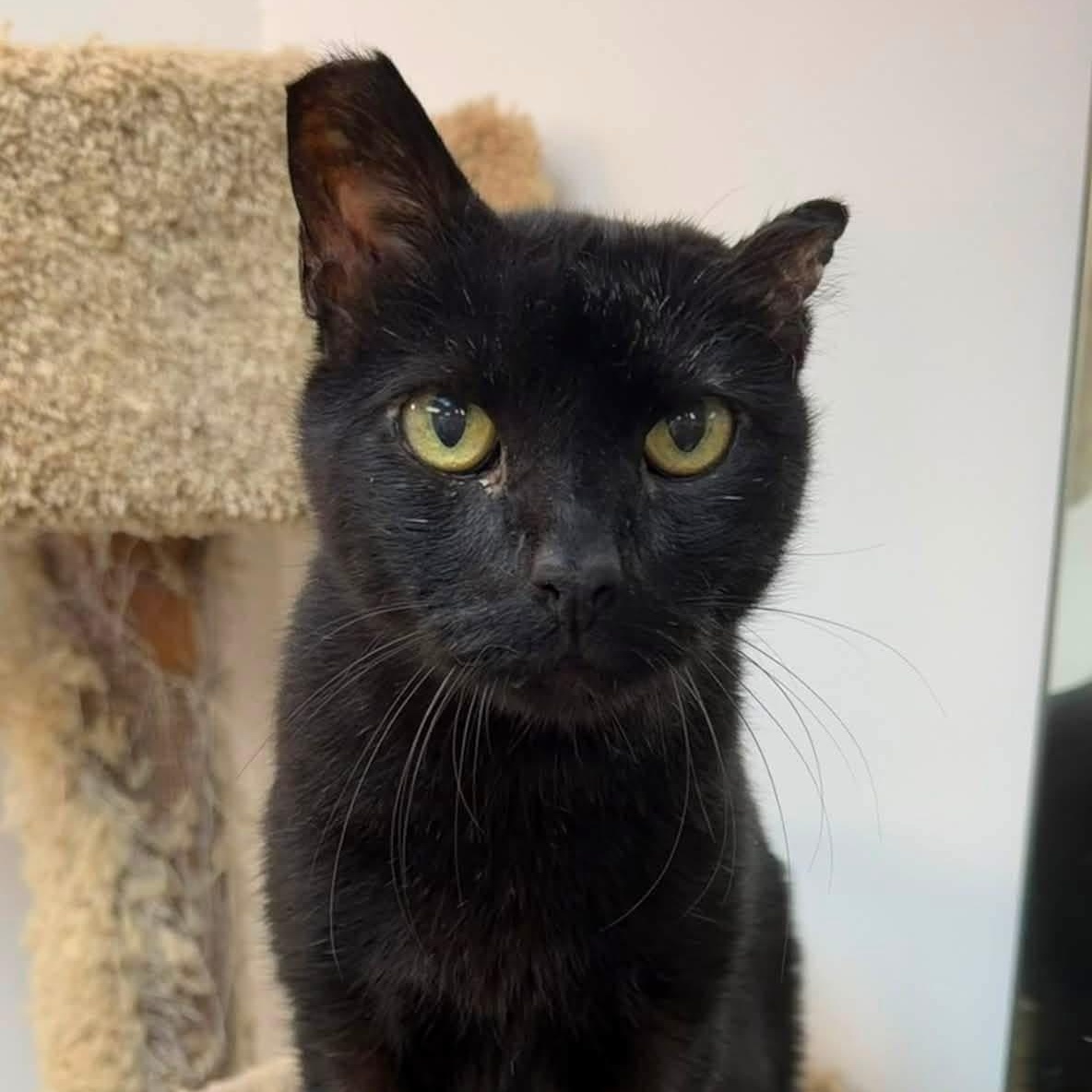 Enlarge Fuji, a ADOPTABLE Domestic Short Hair in Manhattan Beach, CA image 1/6