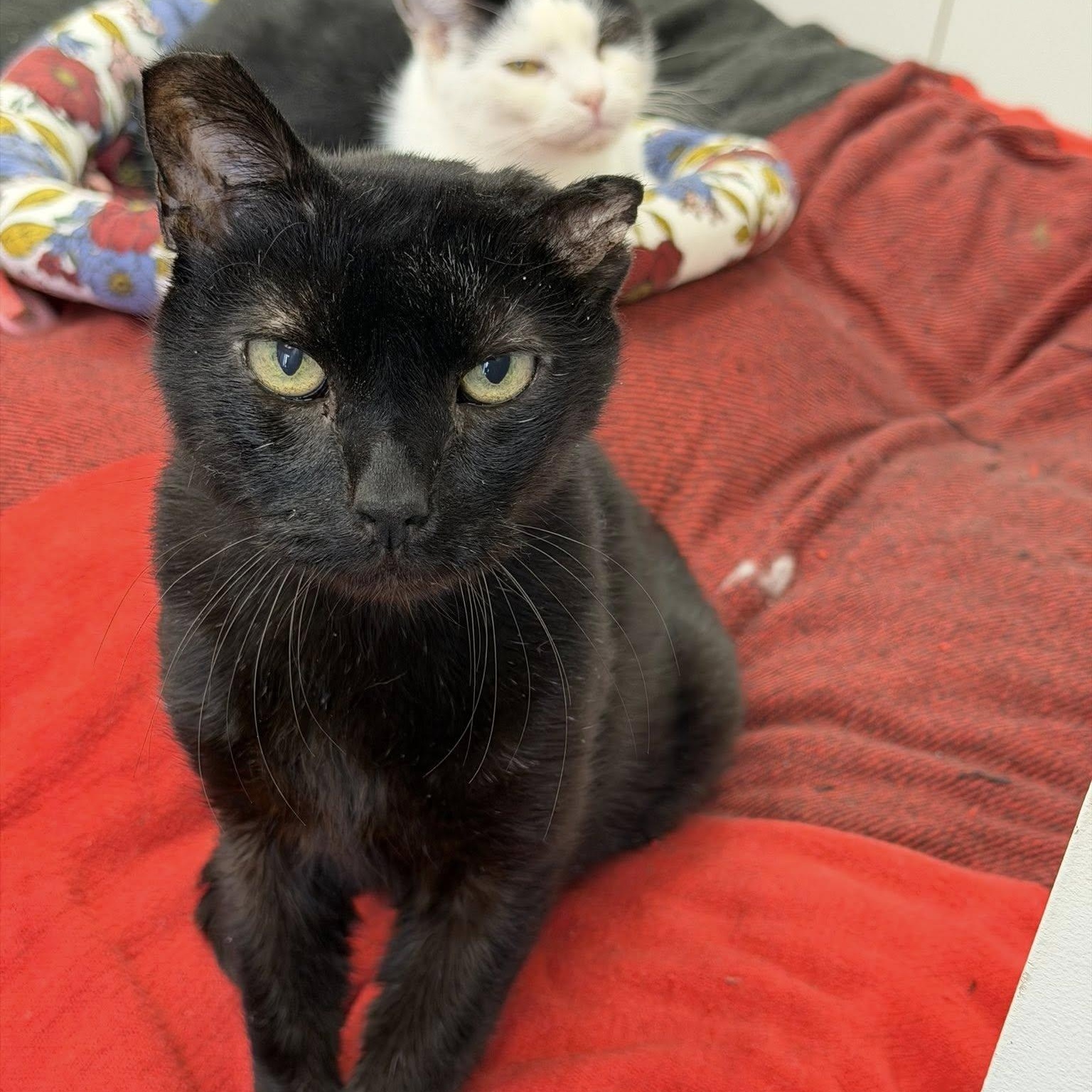 Enlarge Fuji, a ADOPTABLE Domestic Short Hair in Manhattan Beach, CA image 4/5