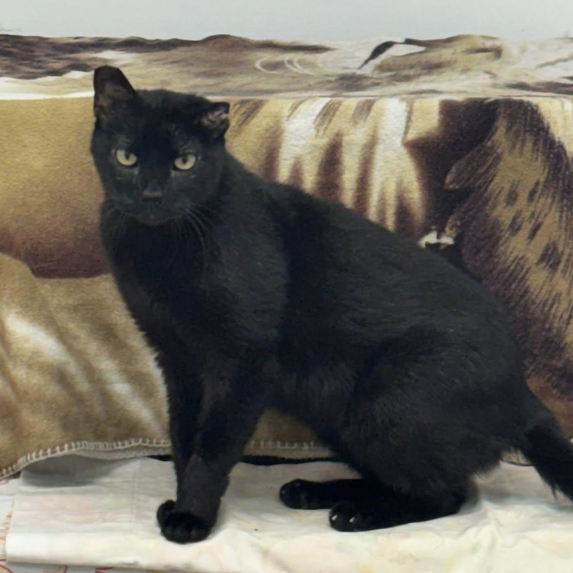 Fuji, ADOPTABLE, Senior Male Domestic Short Hair.