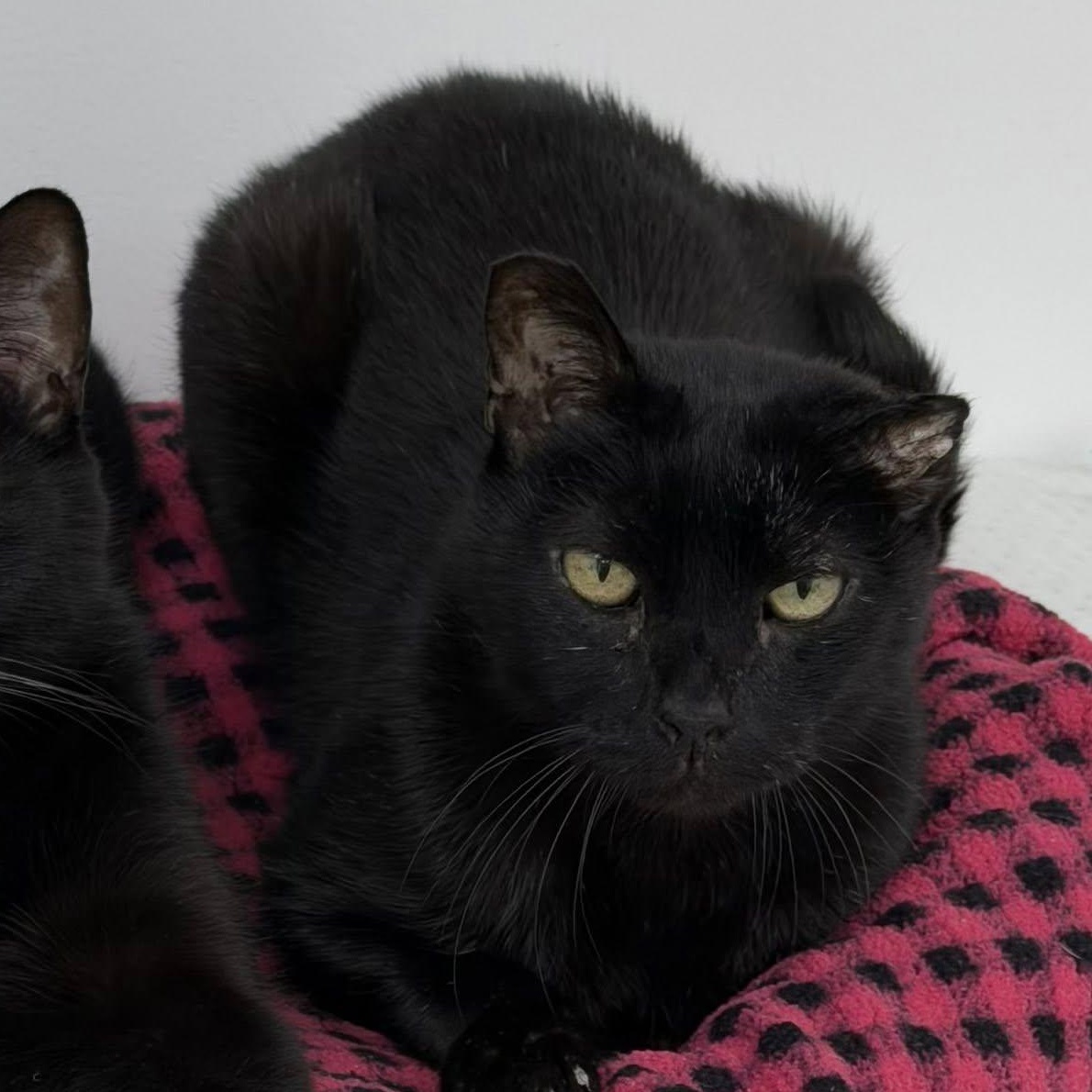 Enlarge Fuji, a ADOPTABLE Domestic Short Hair in Manhattan Beach, CA image 1/5