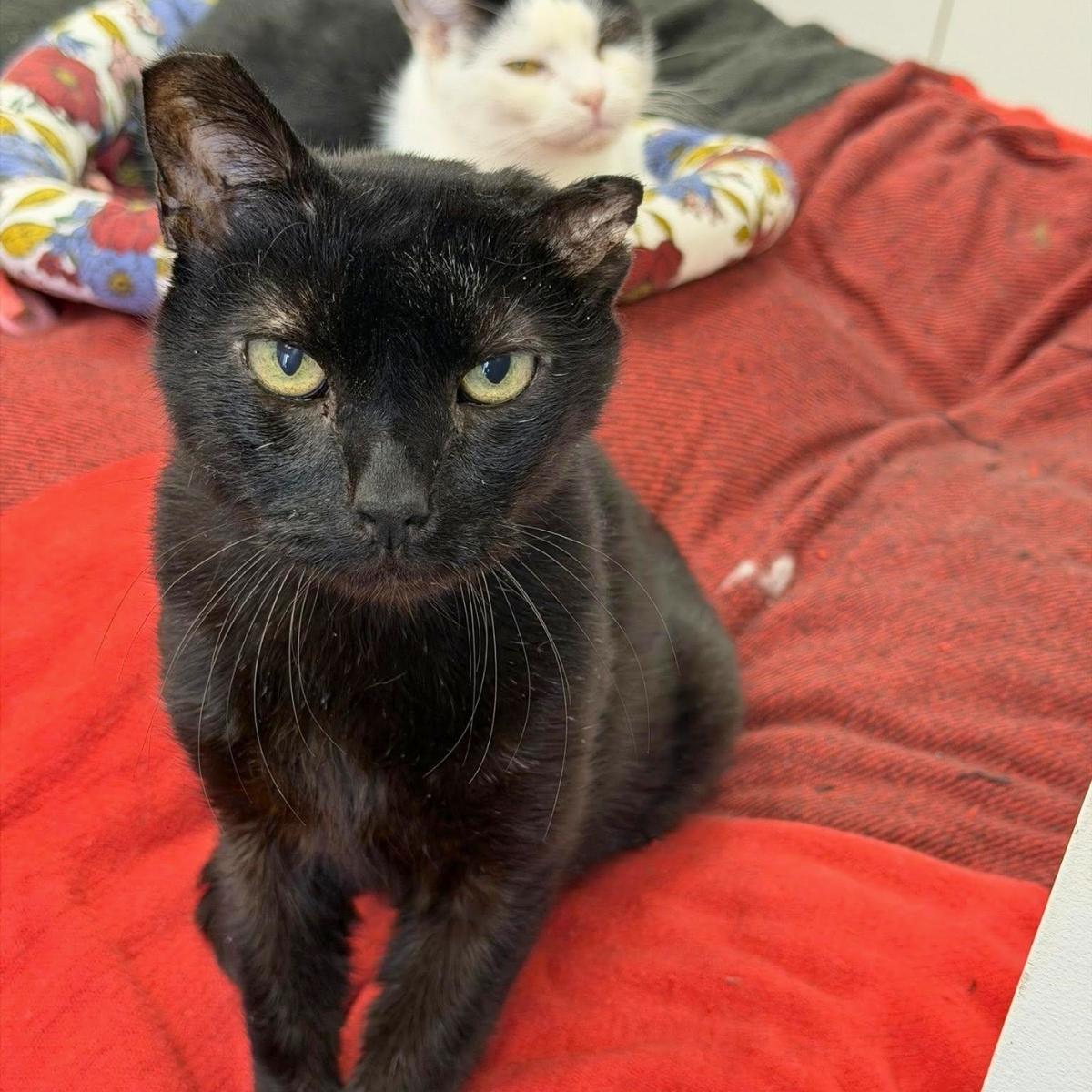 Fuji, ADOPTABLE, Senior Male Domestic Short Hair.