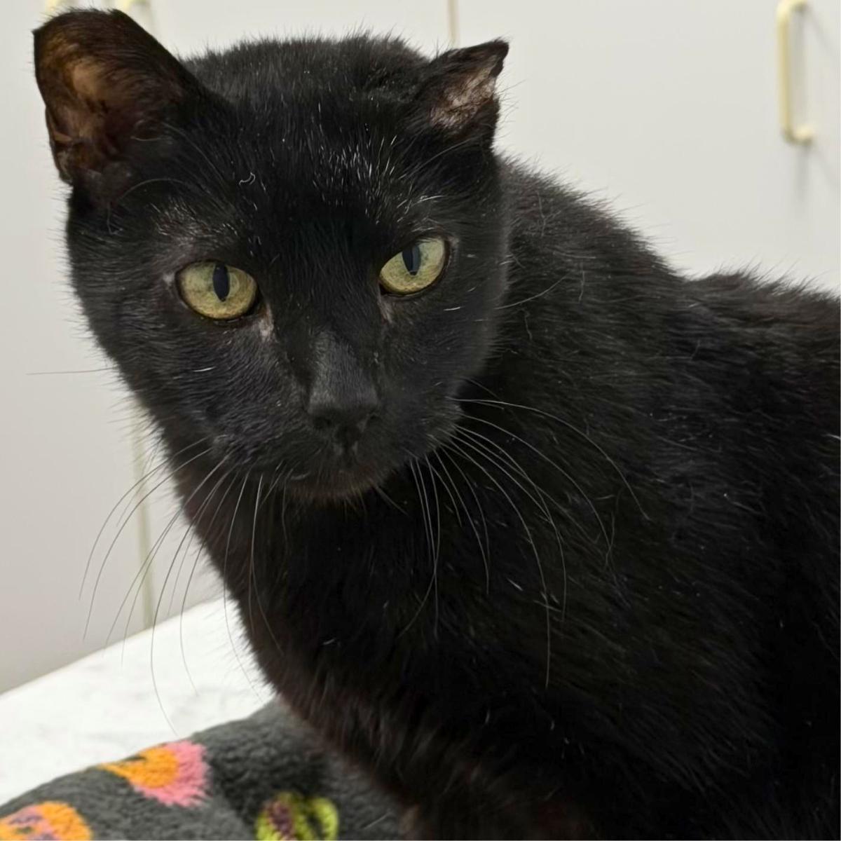Fuji, a ADOPTABLE Domestic Short Hair in Manhattan Beach, CA image 2/5