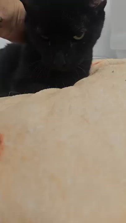 Enlarge Fuji, a ADOPTABLE Domestic Short Hair in Manhattan Beach, CA video 5/5