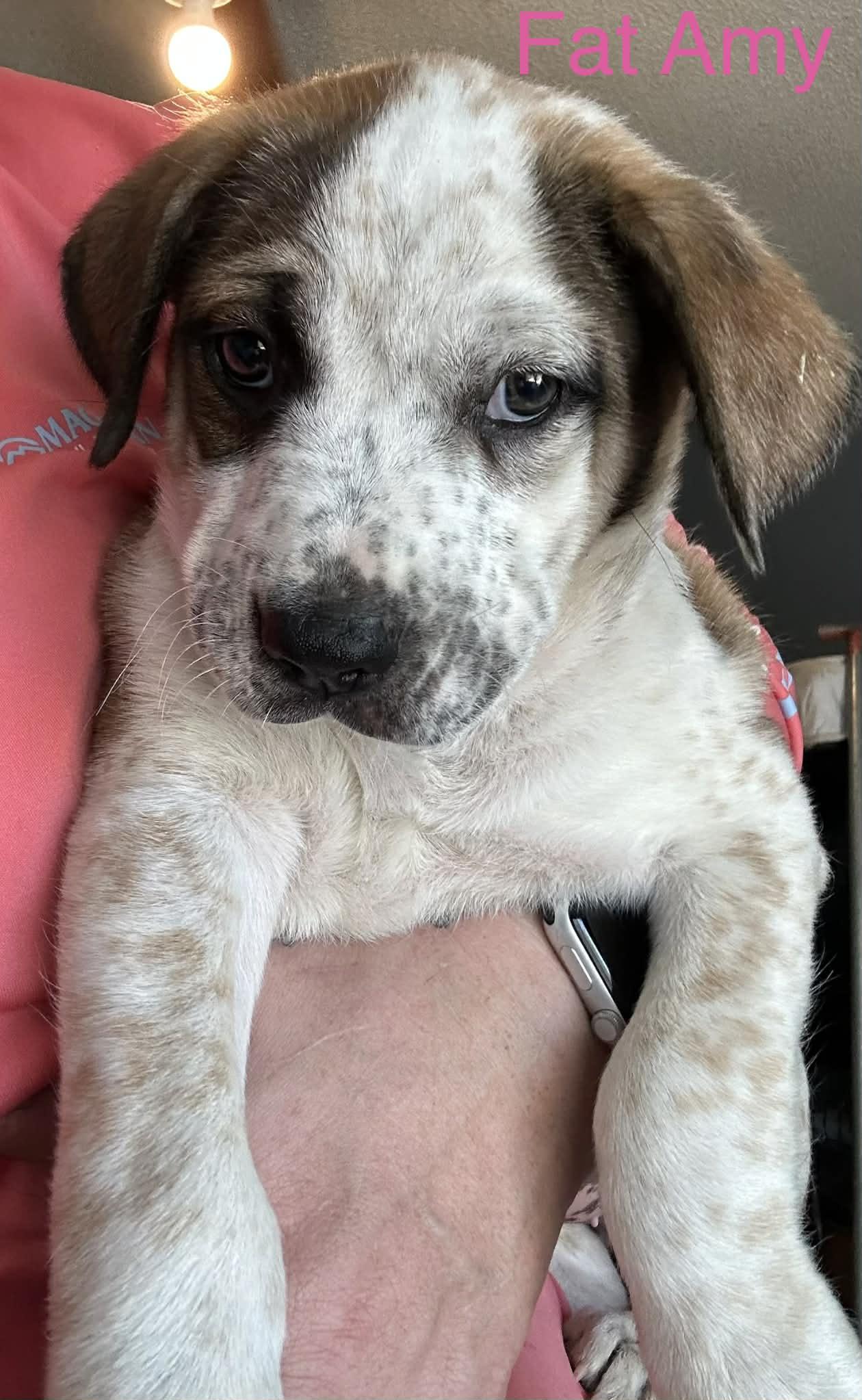 Fat Amy, Adoptable, Puppy Female Australian Shepherd & Shepherd.