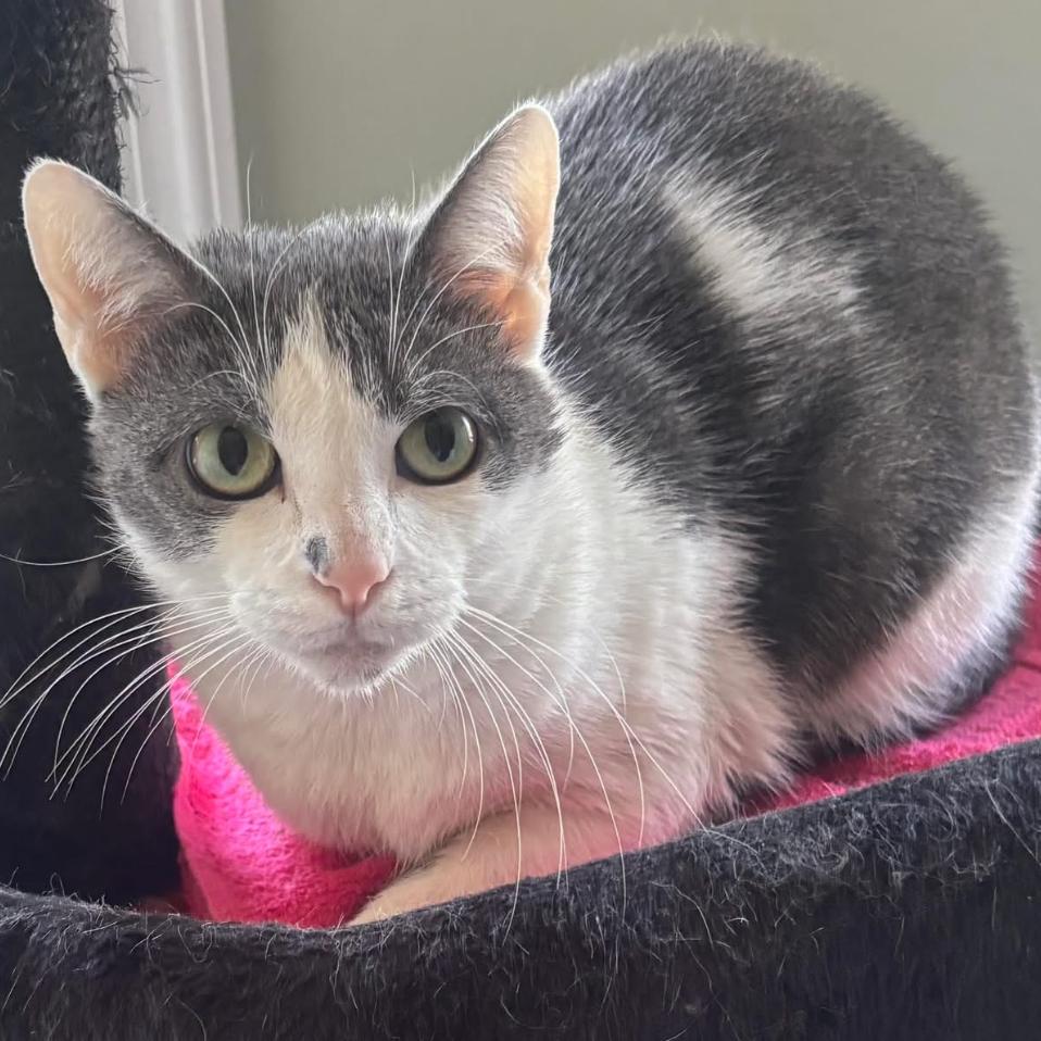 Marana, Adoptable, Adult Female Domestic Short Hair.